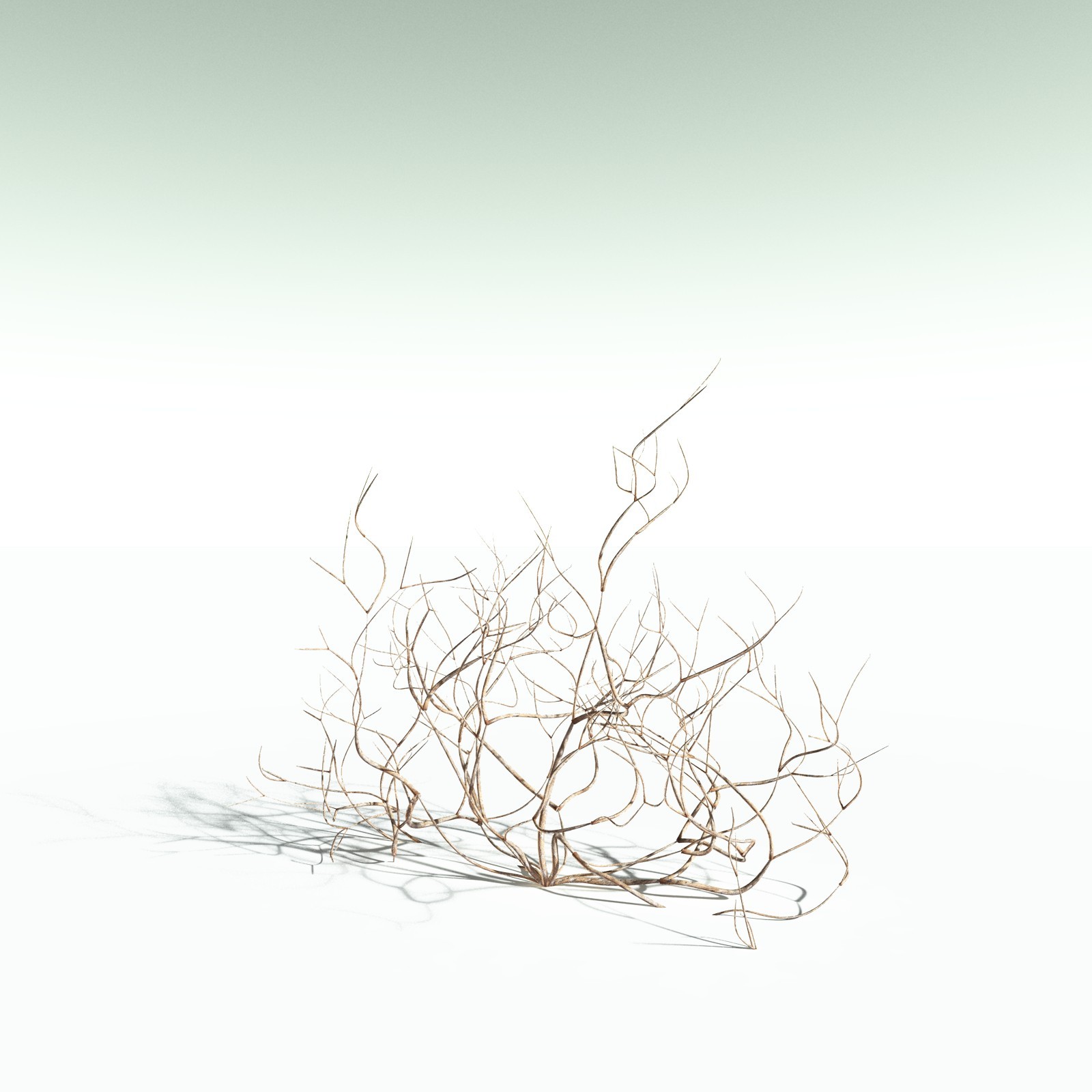 EVERYPlant Aglaophyton Majus for Poser by N/A