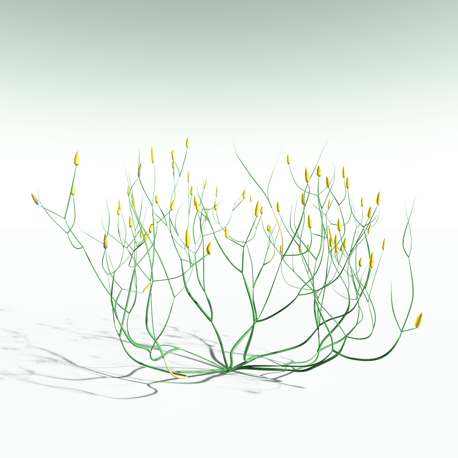 EVERYPlant Aglaophyton Majus for Poser by N/A