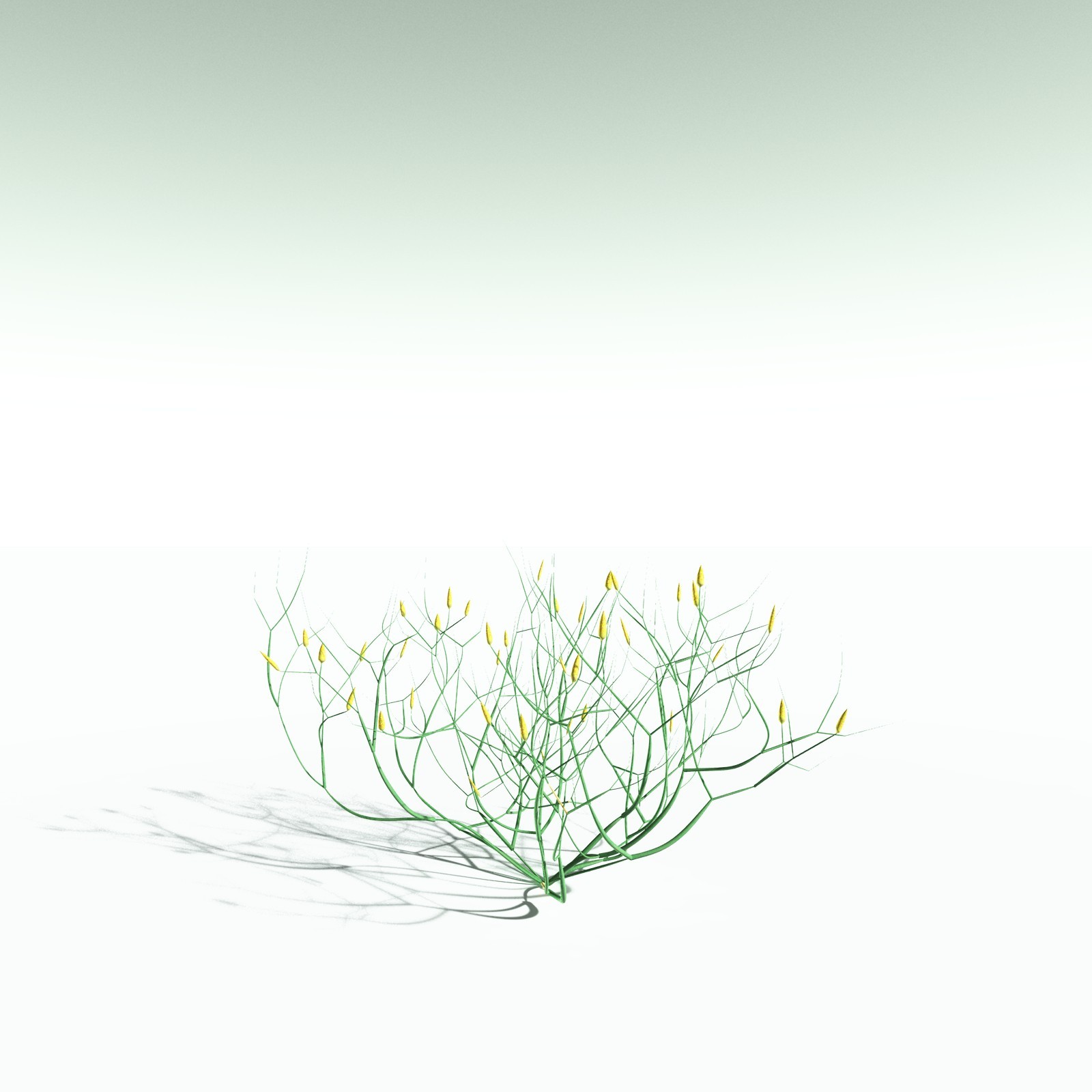 EVERYPlant Aglaophyton Majus for Poser by N/A