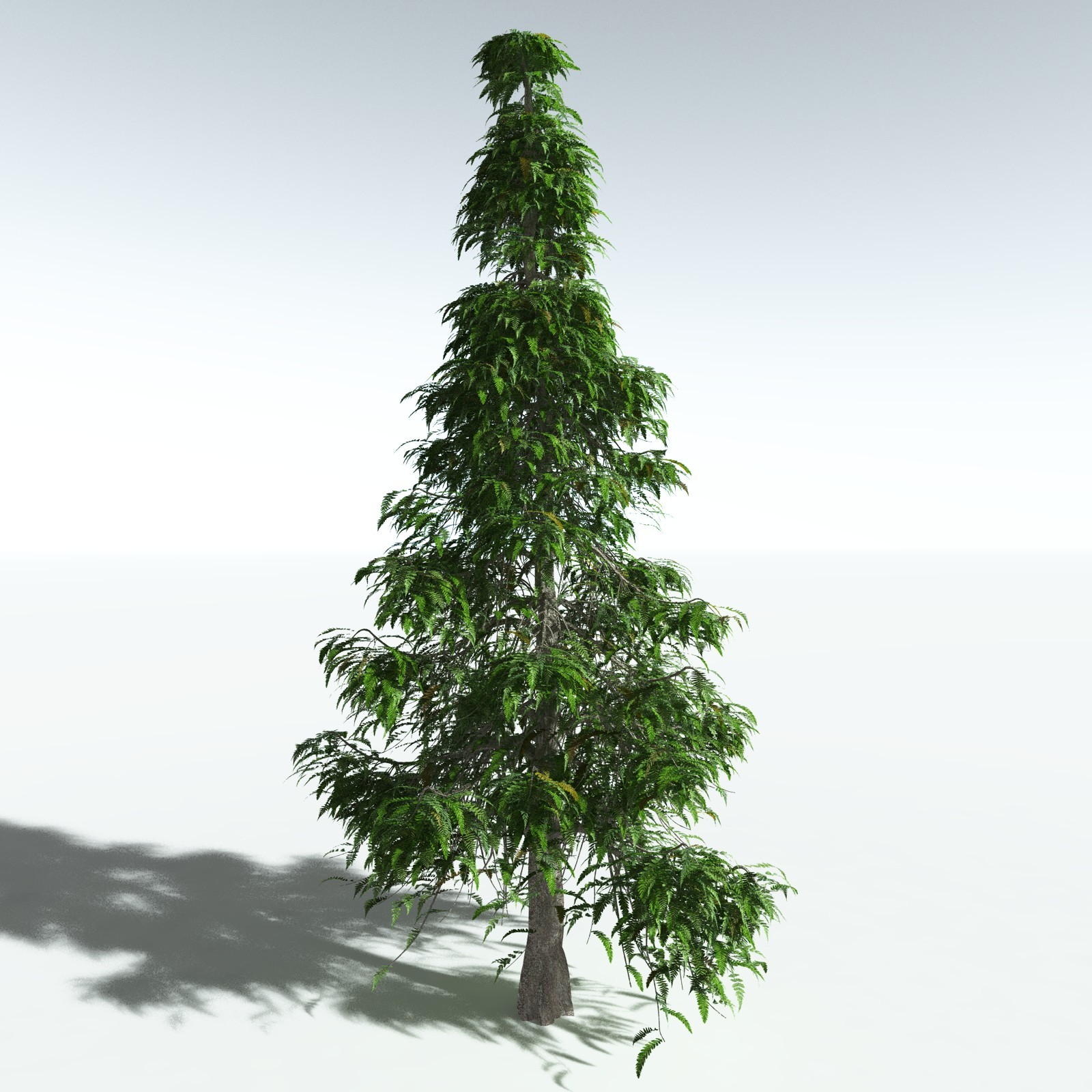 EVERYPlant Archaeopteris Macilenta for Vue by N/A