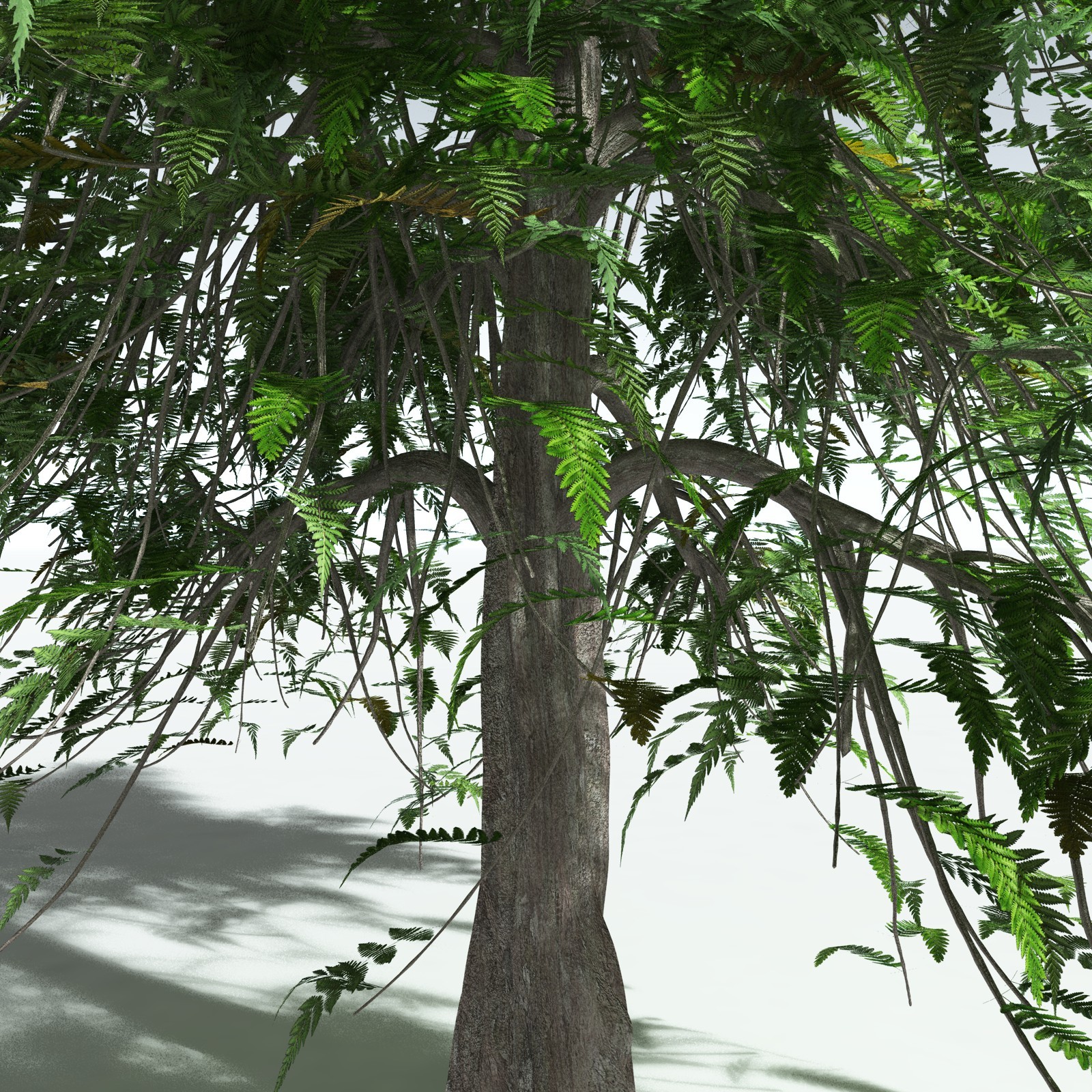 EVERYPlant Archaeopteris Macilenta for Vue by N/A