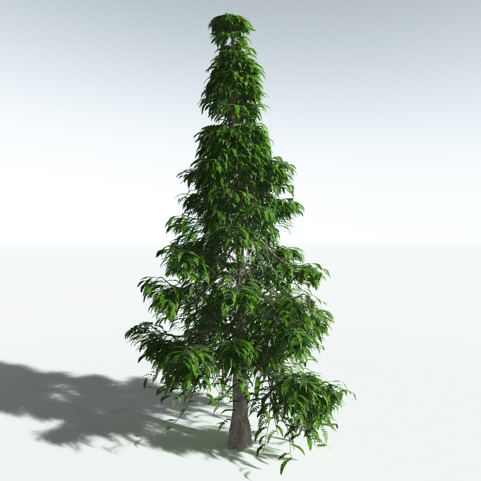 EVERYPlant Archaeopteris Macilenta for Vue by N/A
