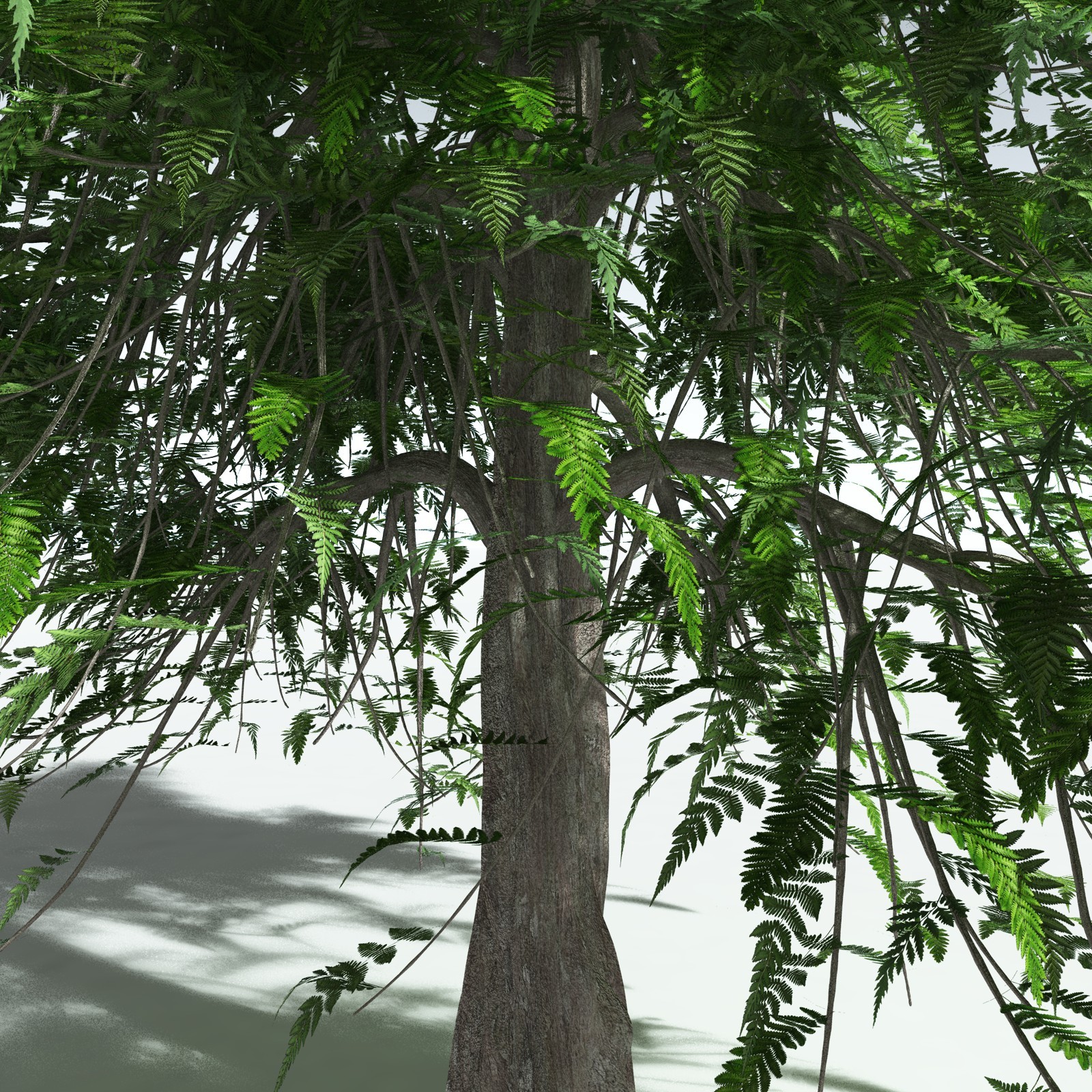 EVERYPlant Archaeopteris Macilenta for Vue by N/A