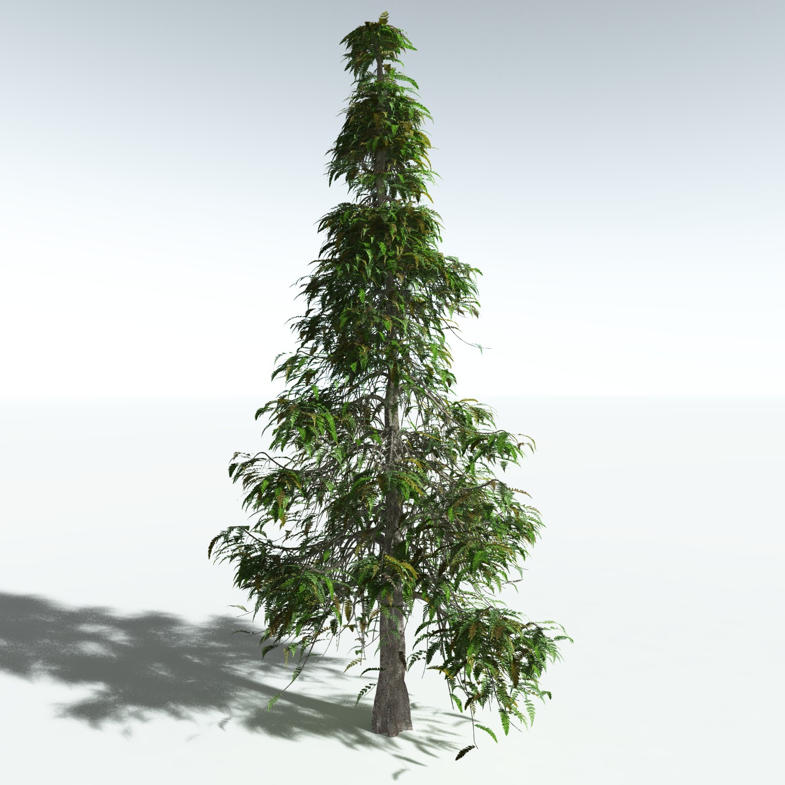 EVERYPlant Archaeopteris Macilenta for Vue by N/A