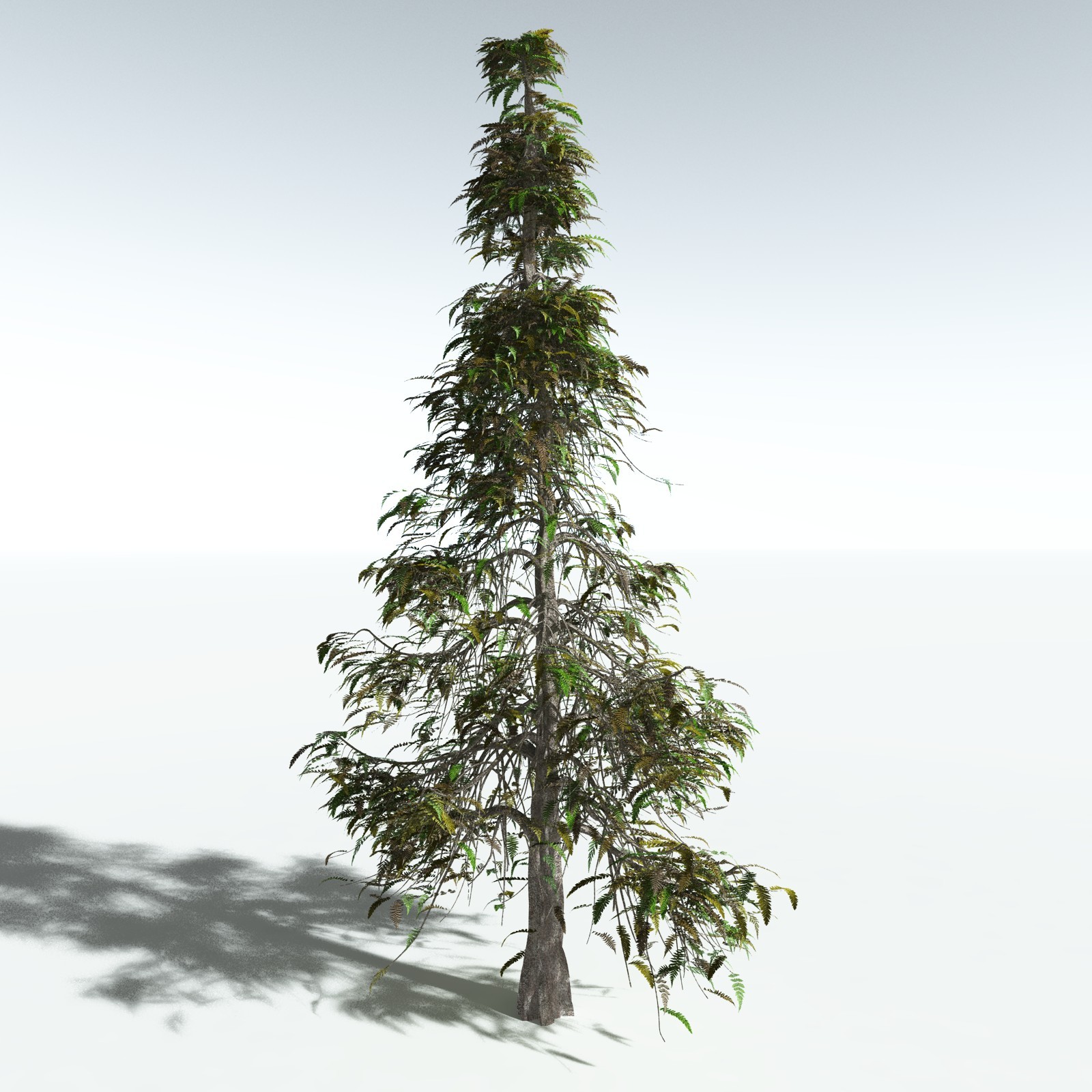 EVERYPlant Archaeopteris Macilenta for Vue by N/A