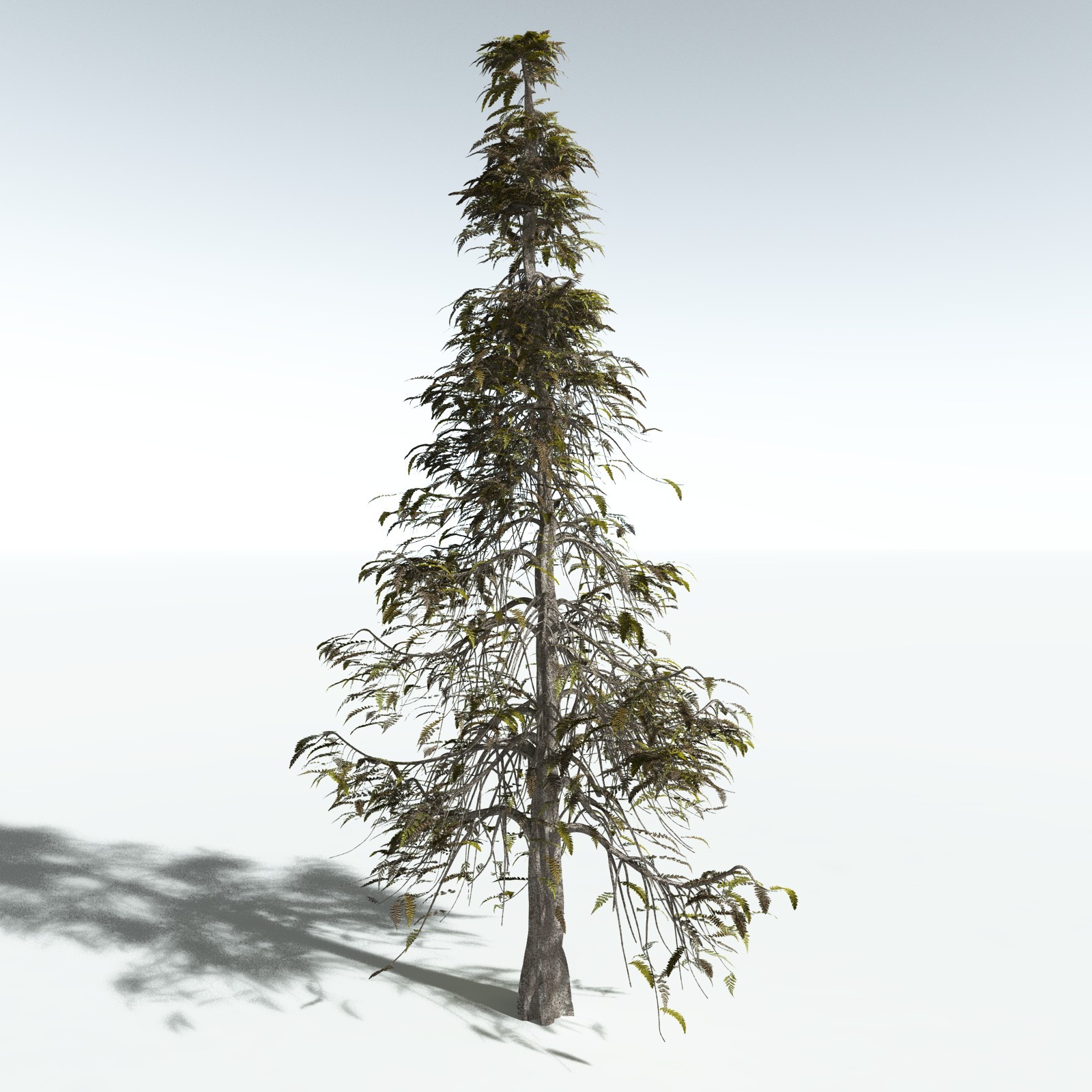 EVERYPlant Archaeopteris Macilenta for Vue by N/A