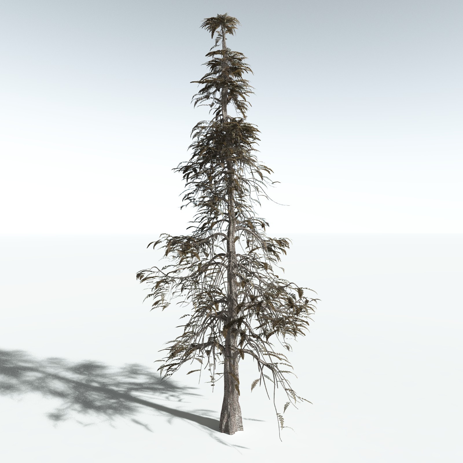 EVERYPlant Archaeopteris Macilenta for Vue by N/A