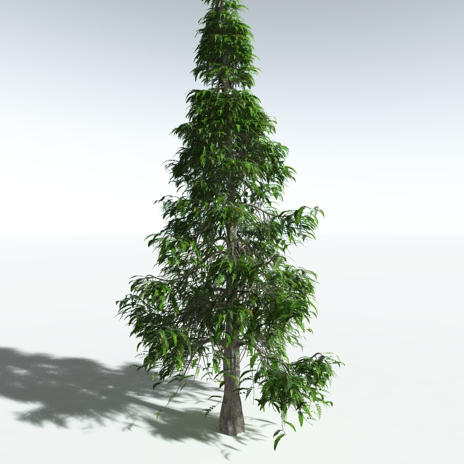 EVERYPlant Archaeopteris Macilenta for Vue by N/A