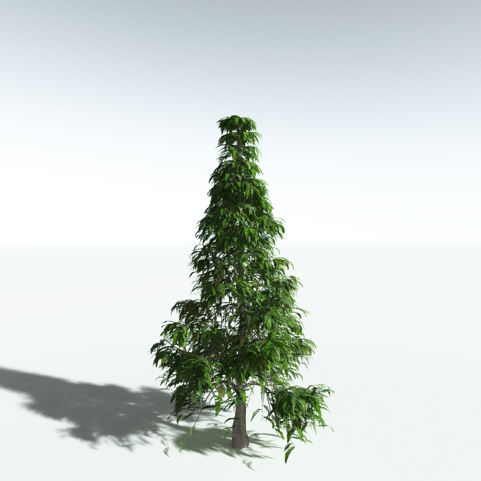 EVERYPlant Archaeopteris Macilenta for Vue by N/A