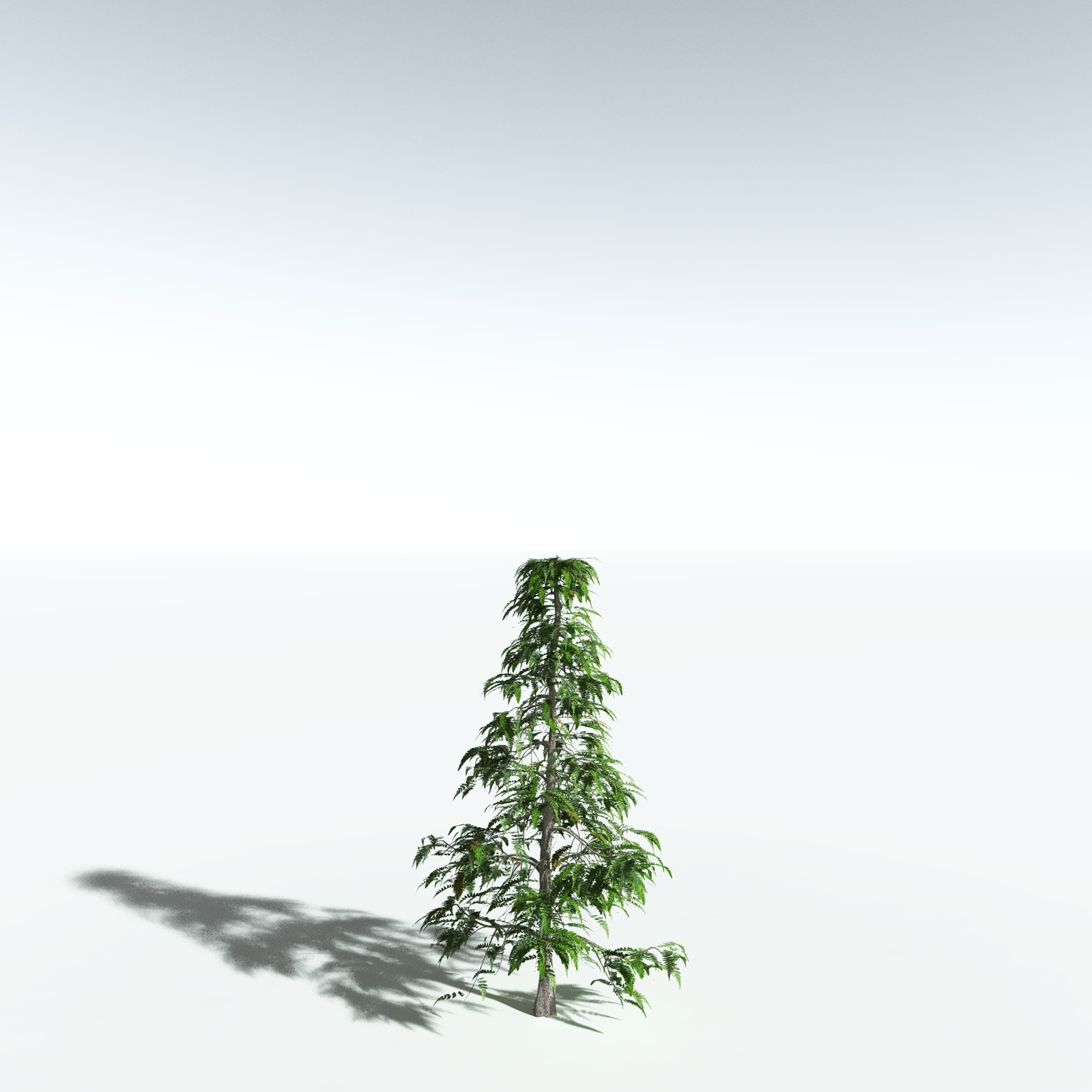 EVERYPlant Archaeopteris Macilenta for Vue by N/A