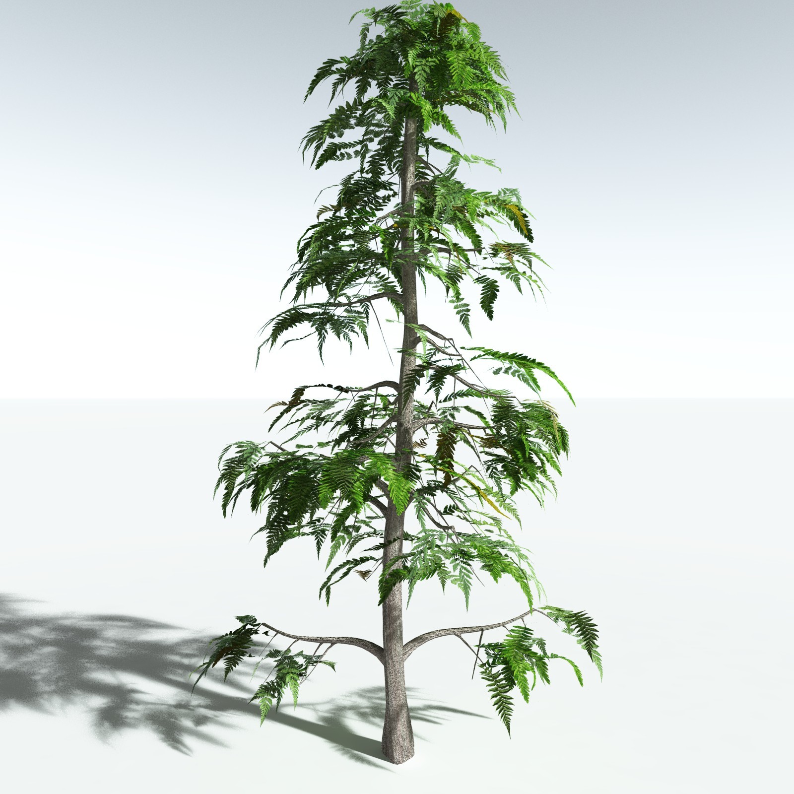 EVERYPlant Archaeopteris Macilenta for Vue by N/A