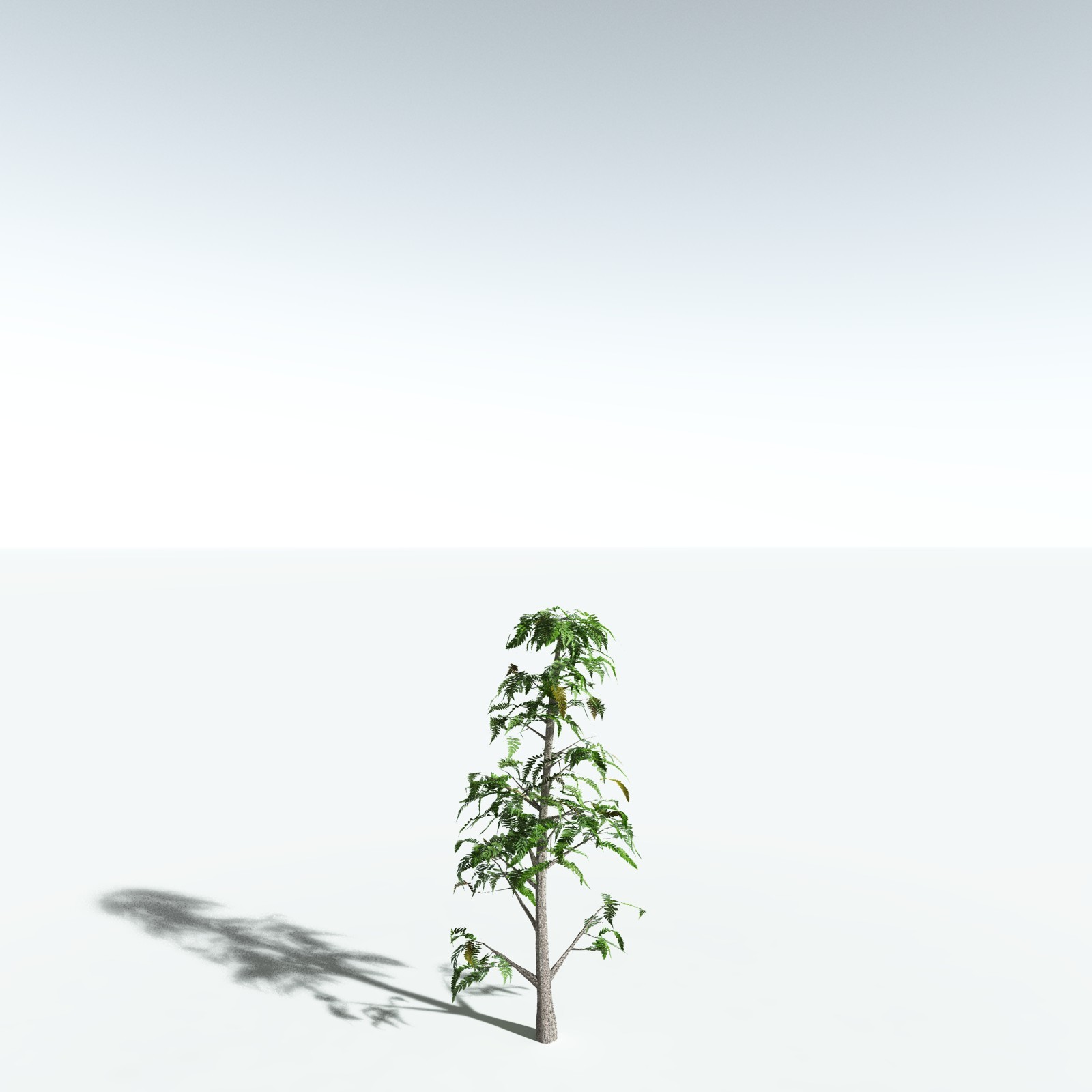 EVERYPlant Archaeopteris Macilenta for Vue by N/A
