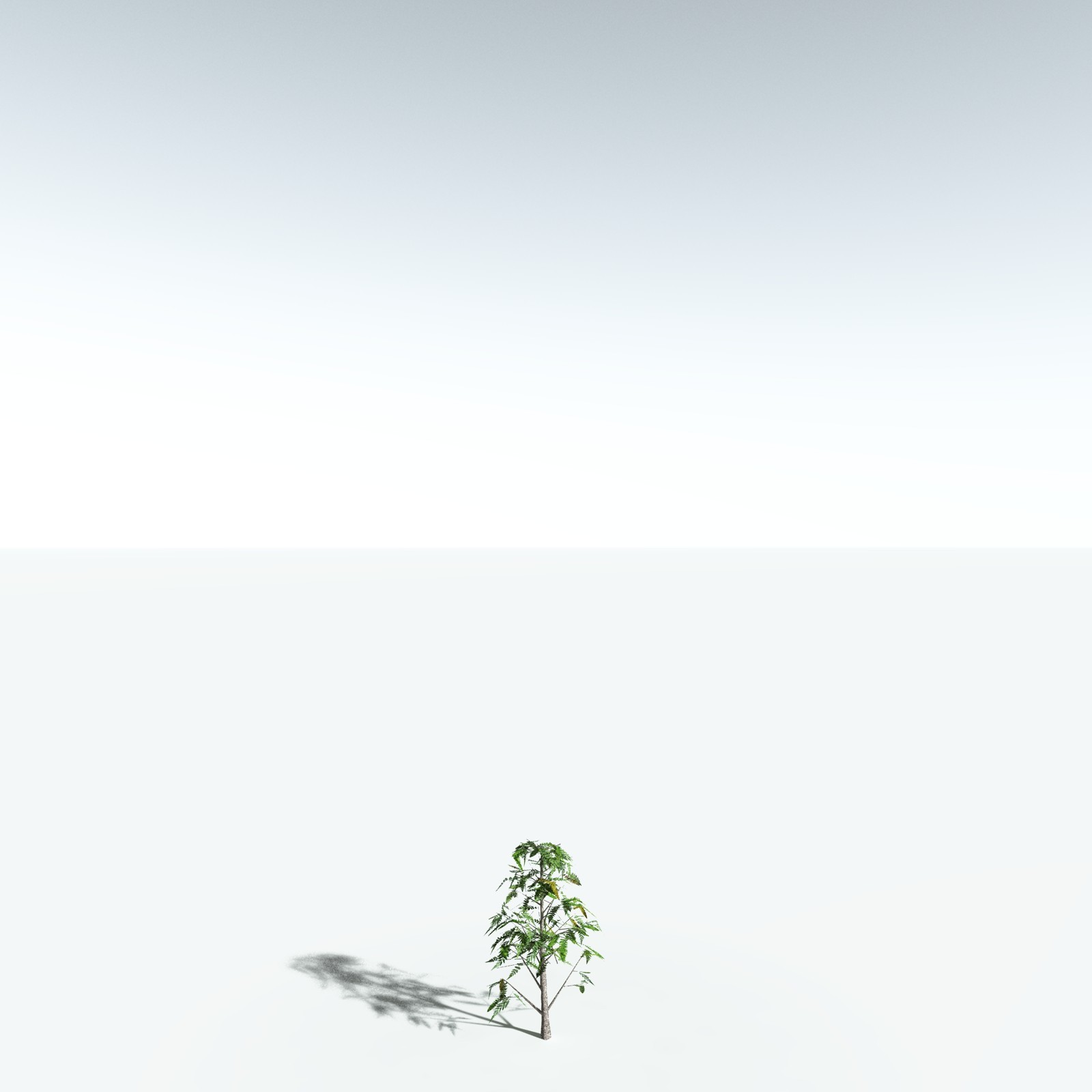EVERYPlant Archaeopteris Macilenta for Vue by N/A