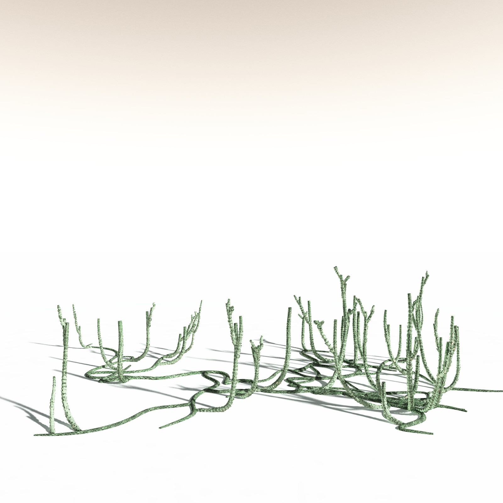 EVERYPlant Asteroxylon Mackiei for Daz by N/A