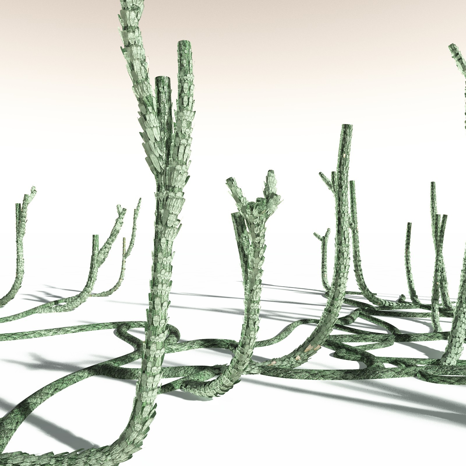 EVERYPlant Asteroxylon Mackiei for Daz by N/A