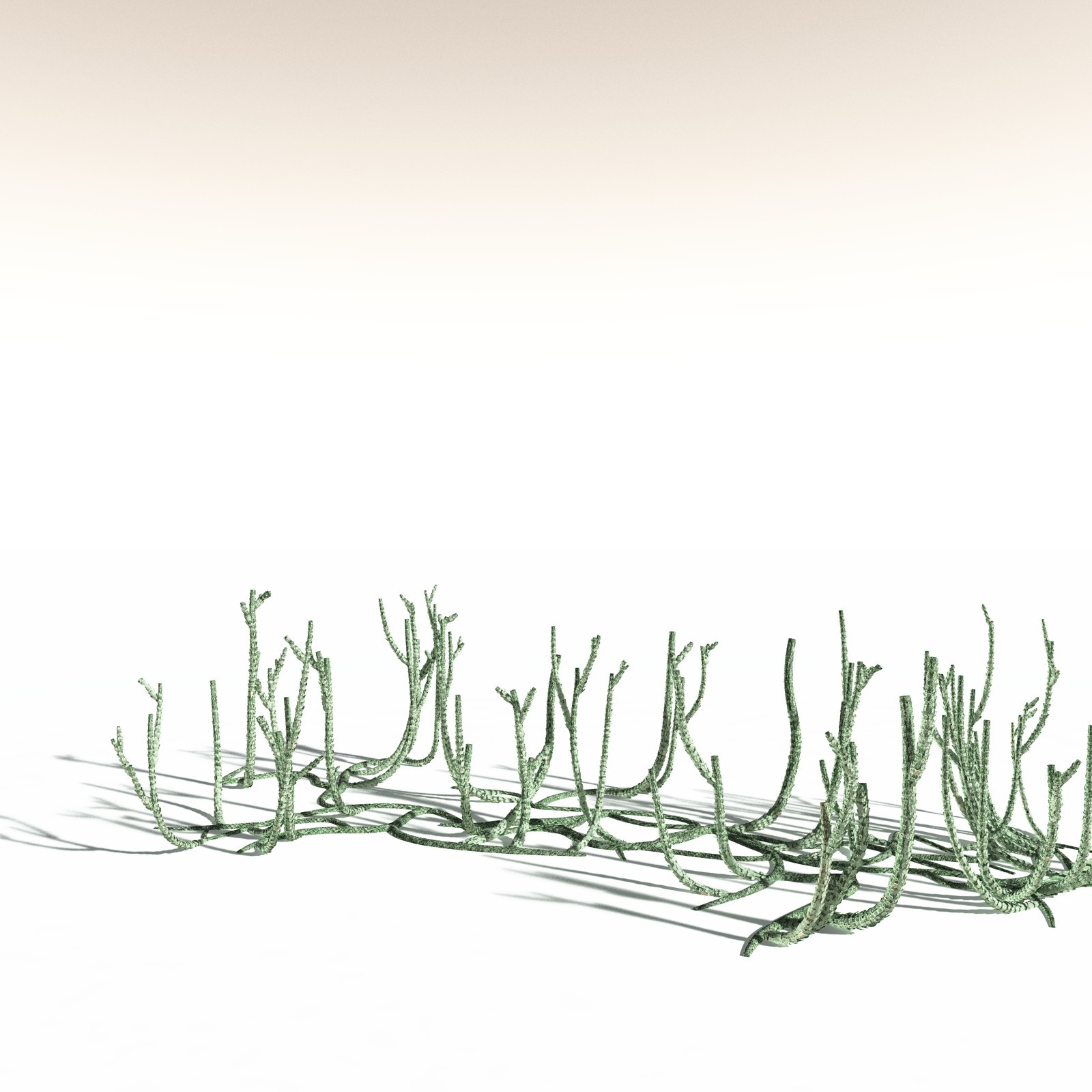 EVERYPlant Asteroxylon Mackiei for Daz by N/A