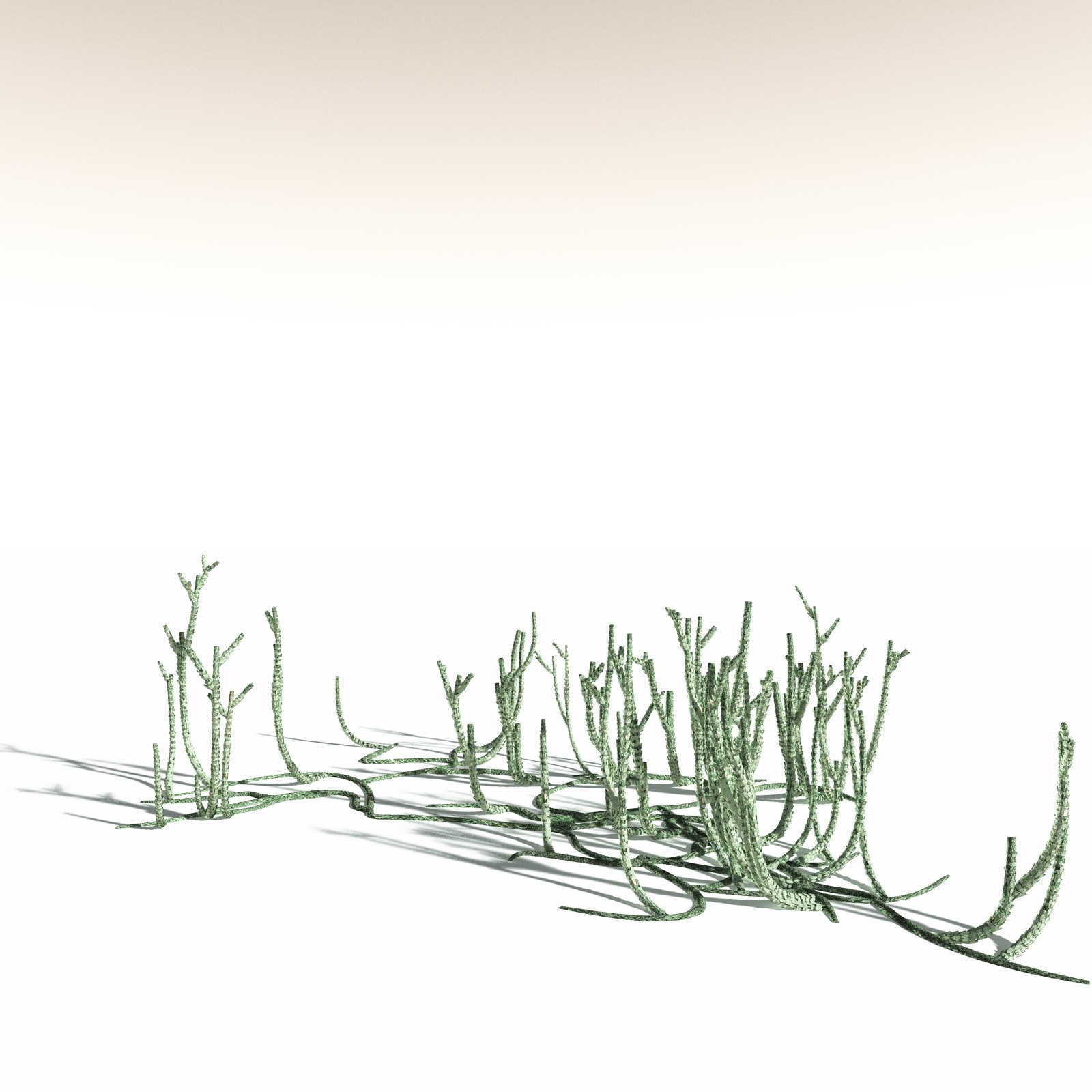 EVERYPlant Asteroxylon Mackiei for Daz by N/A