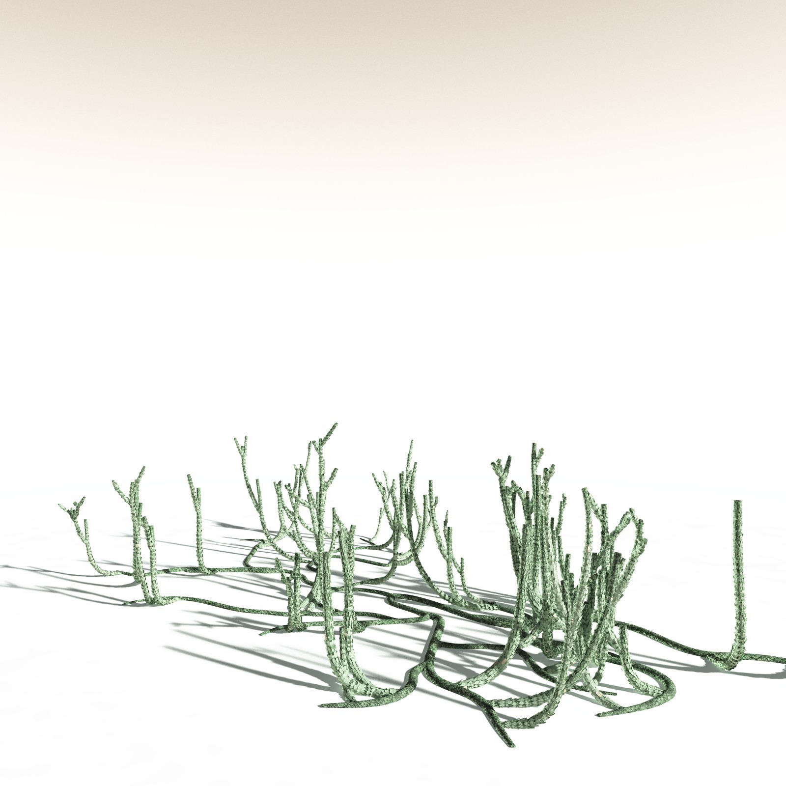 EVERYPlant Asteroxylon Mackiei for Daz by N/A