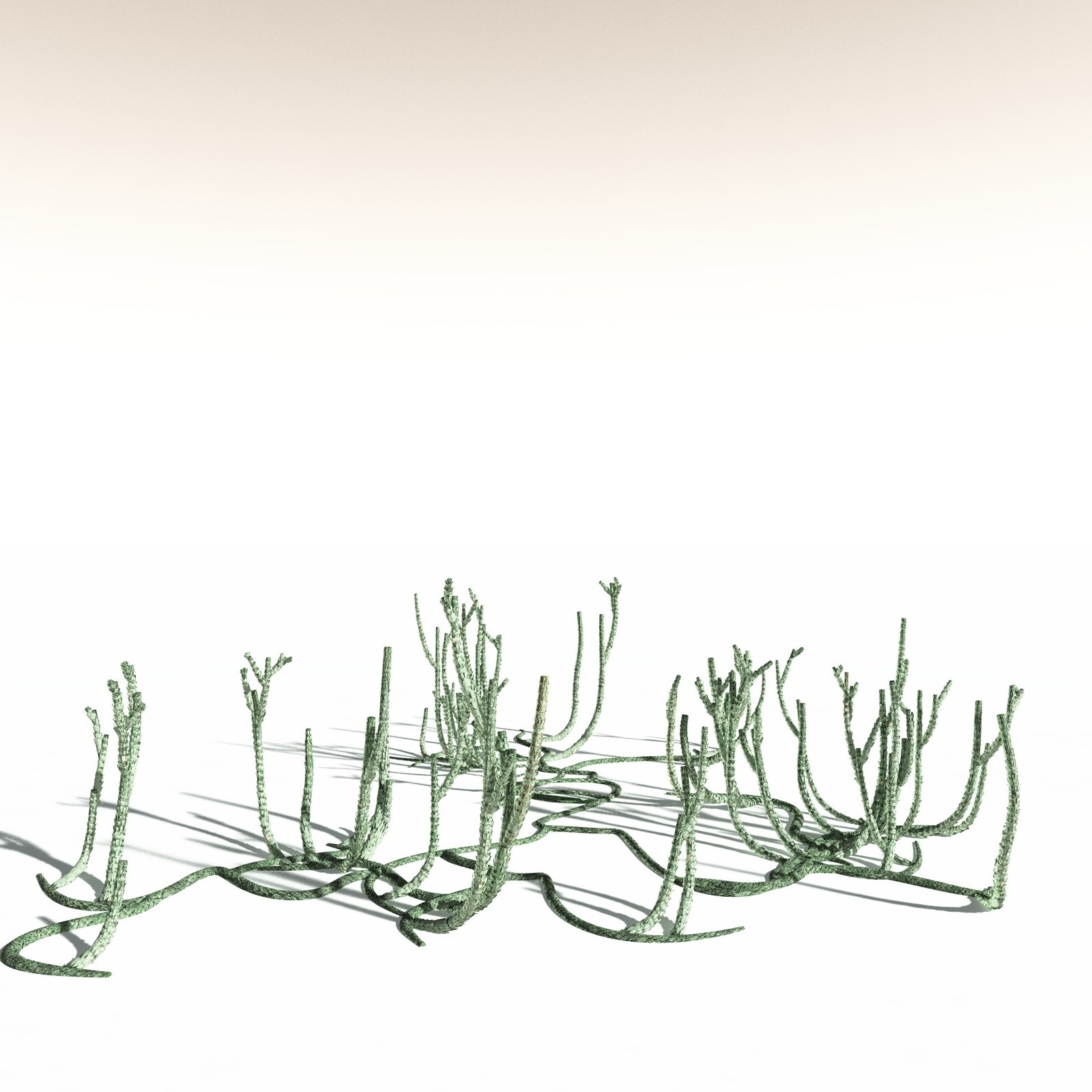 EVERYPlant Asteroxylon Mackiei for Daz by N/A