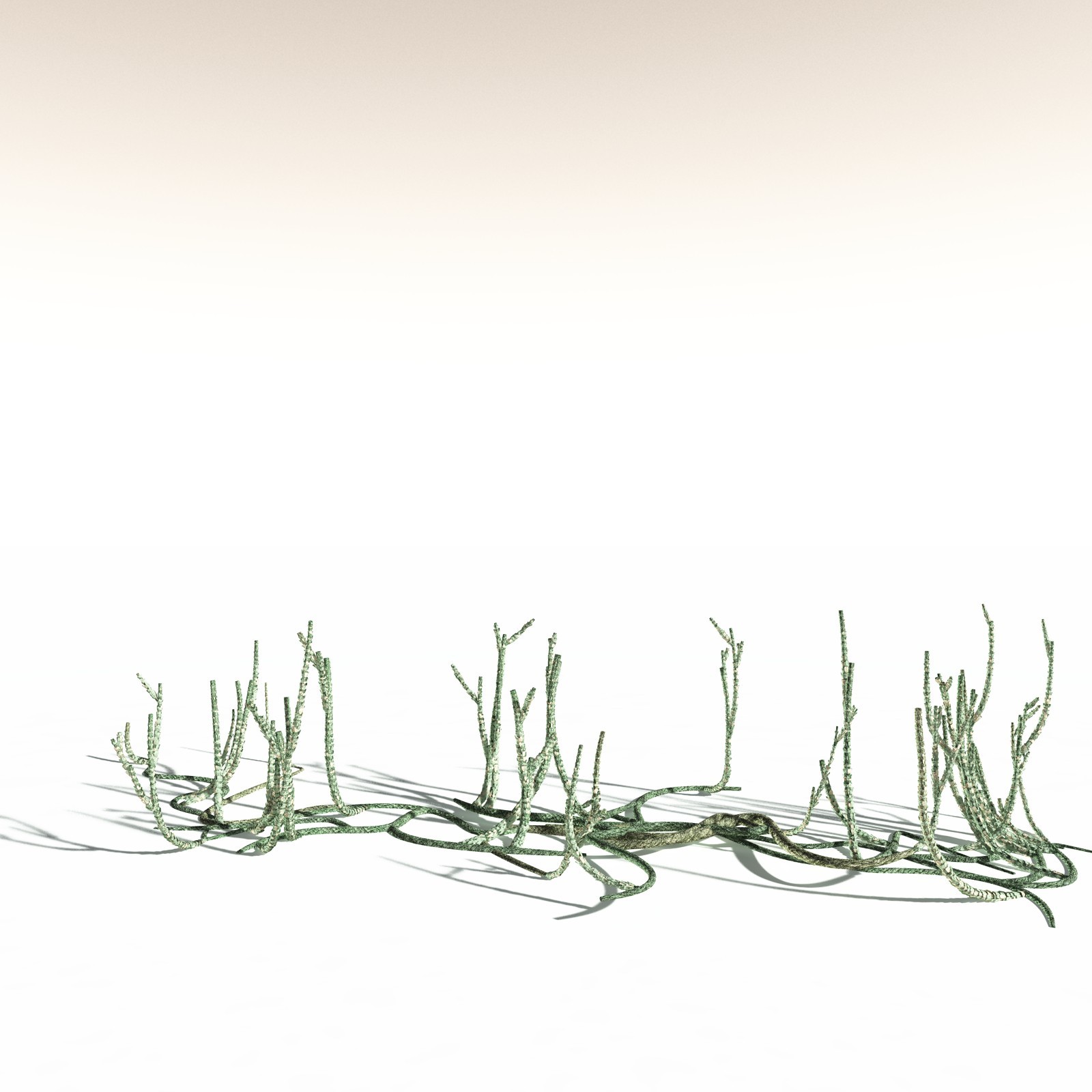 EVERYPlant Asteroxylon Mackiei for Daz by N/A