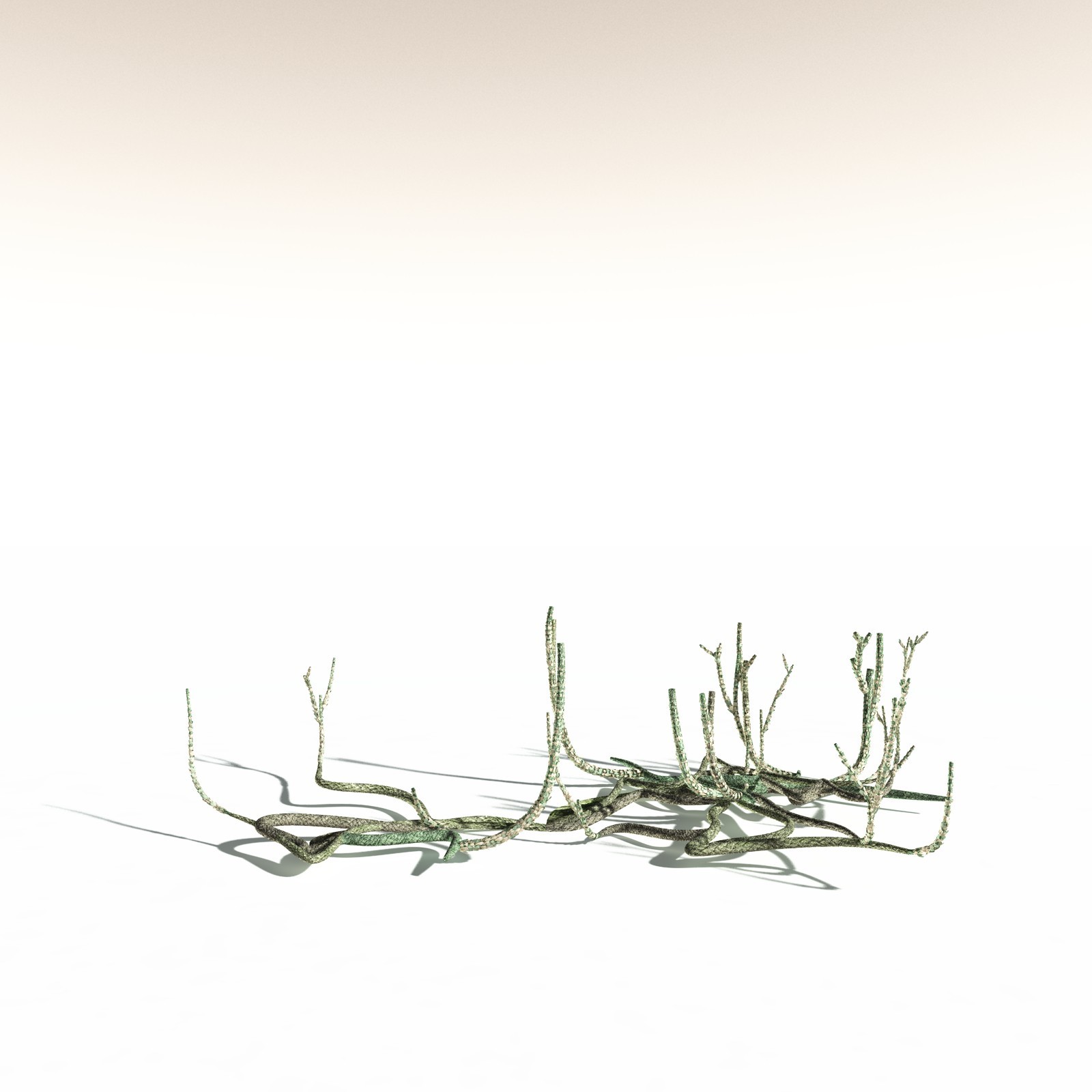 EVERYPlant Asteroxylon Mackiei for Daz by N/A