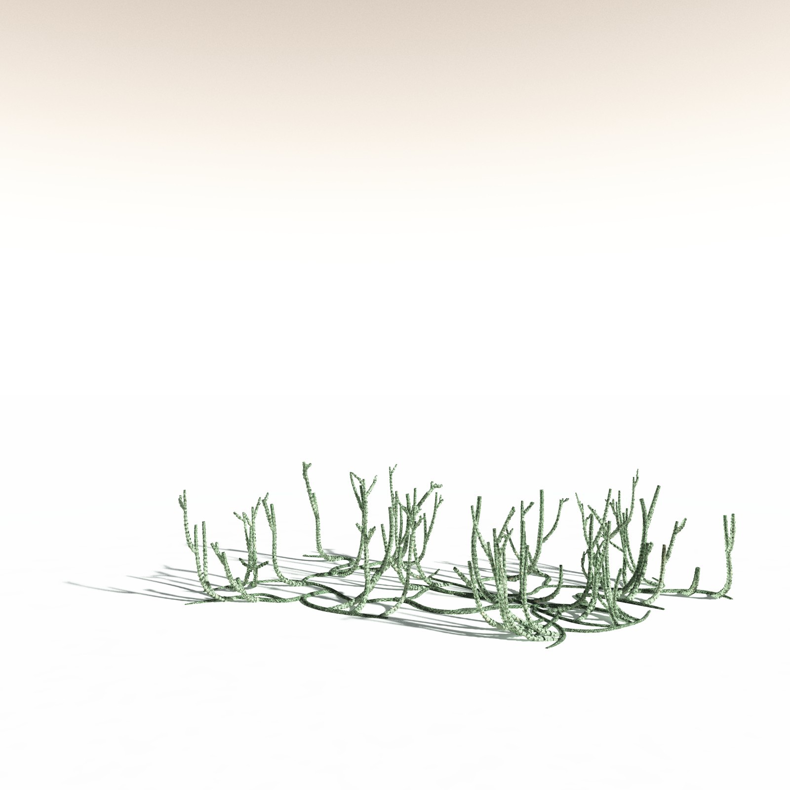 EVERYPlant Asteroxylon Mackiei for Daz by N/A