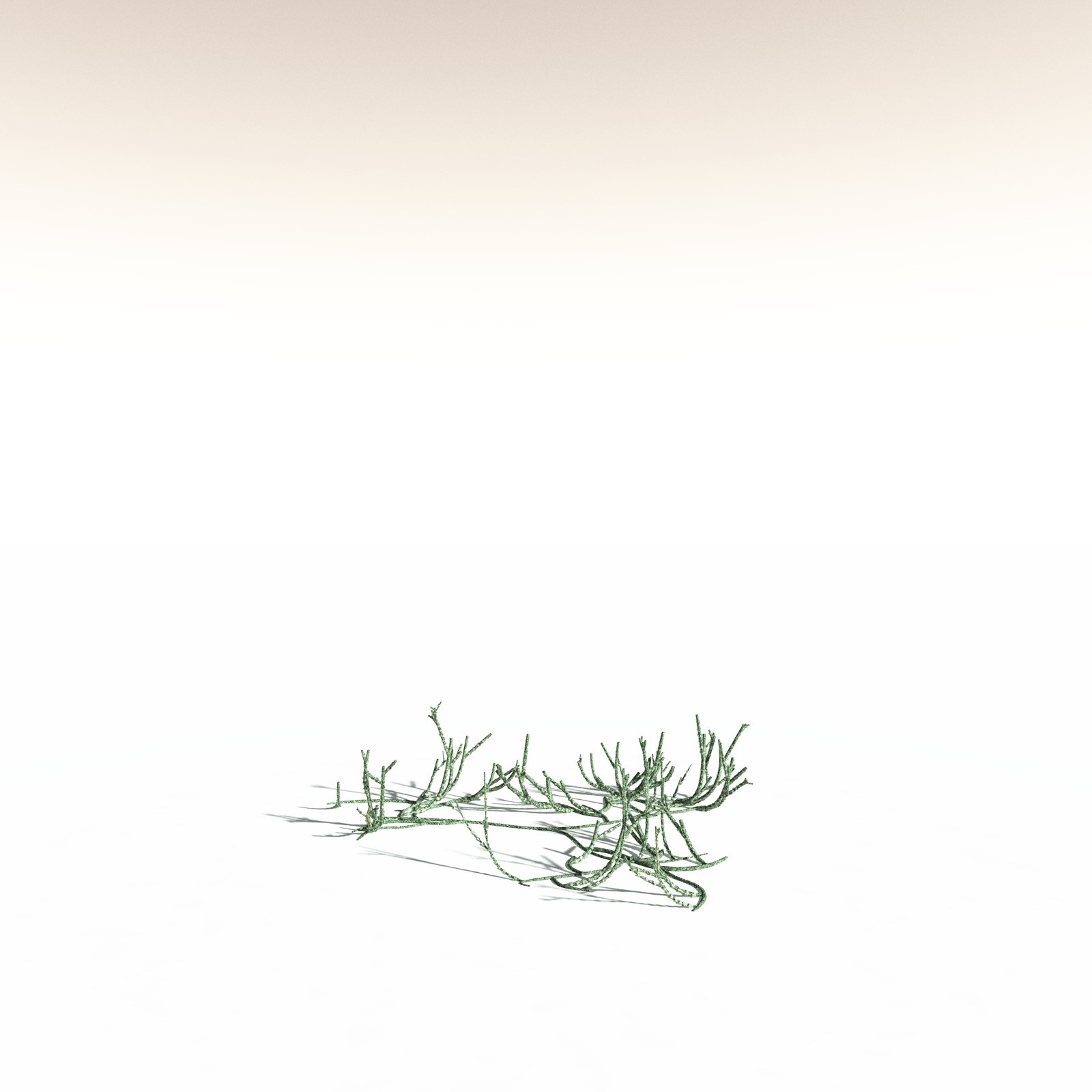 EVERYPlant Asteroxylon Mackiei for Daz by N/A