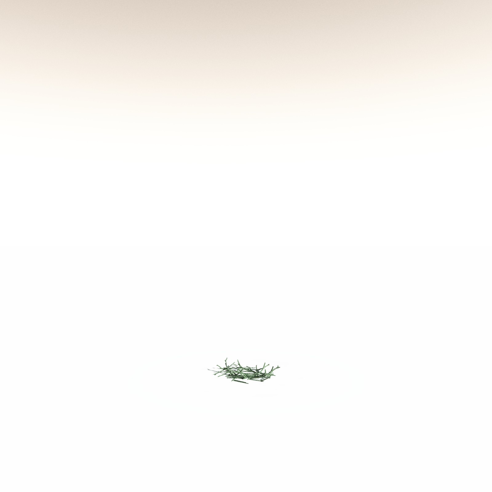 EVERYPlant Asteroxylon Mackiei for Daz by N/A