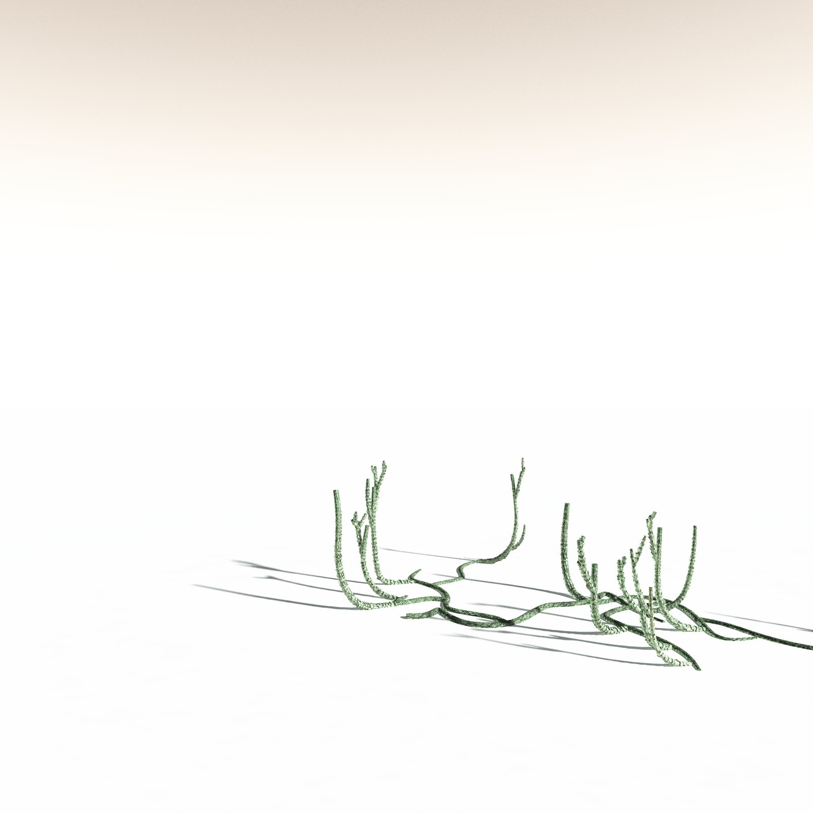 EVERYPlant Asteroxylon Mackiei for Daz by N/A