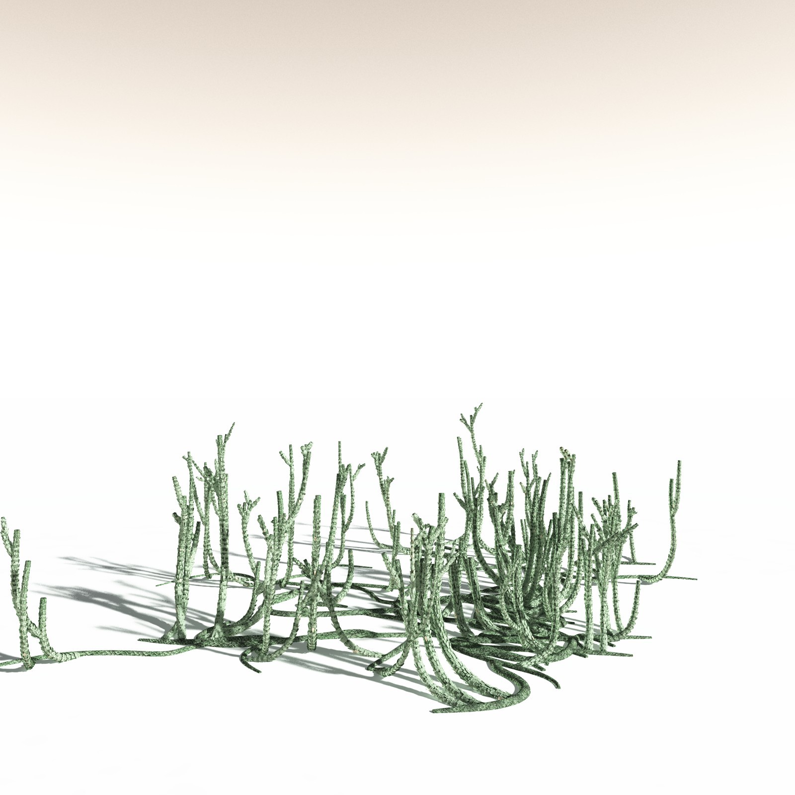 EVERYPlant Asteroxylon Mackiei for Daz by N/A