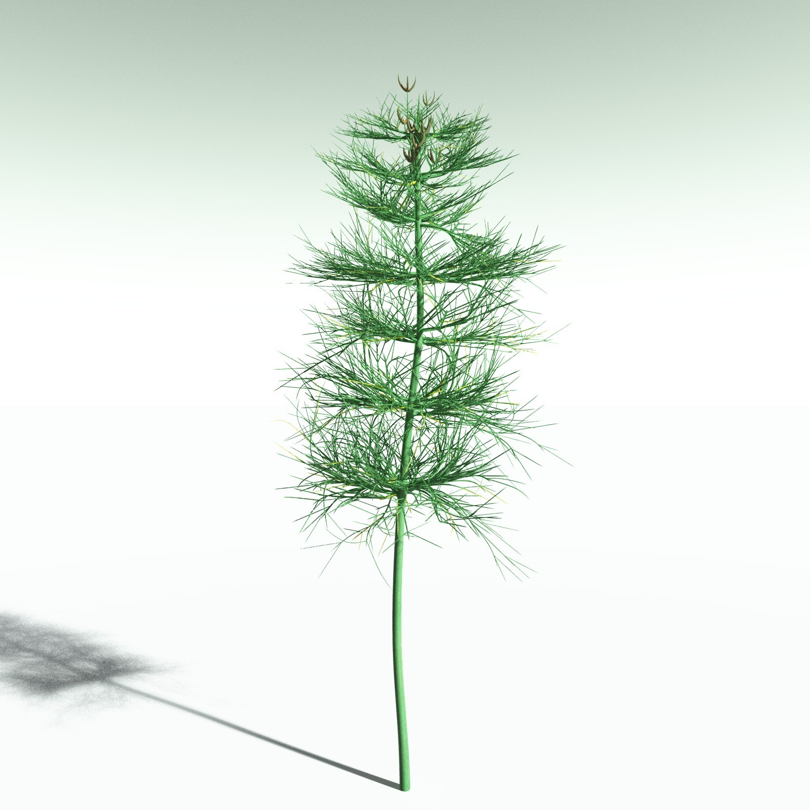 EVERYPlant Elkinsia Polymorpha for Poser by N/A