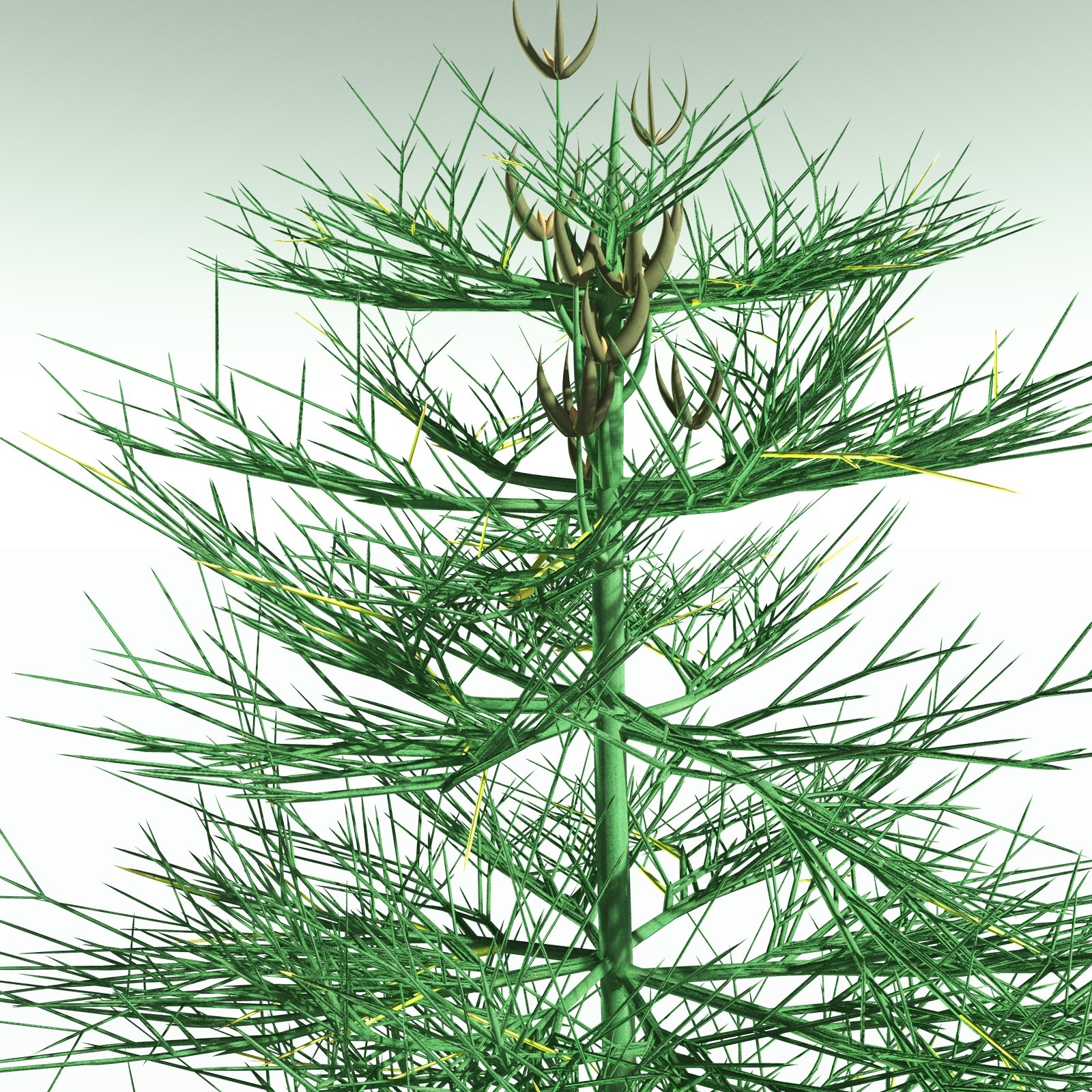 EVERYPlant Elkinsia Polymorpha for Poser by N/A