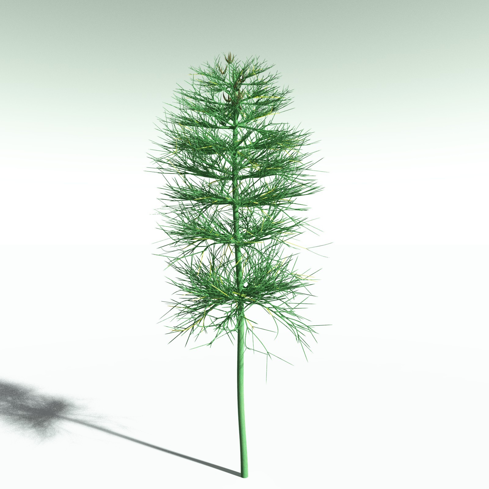 EVERYPlant Elkinsia Polymorpha for Poser by N/A