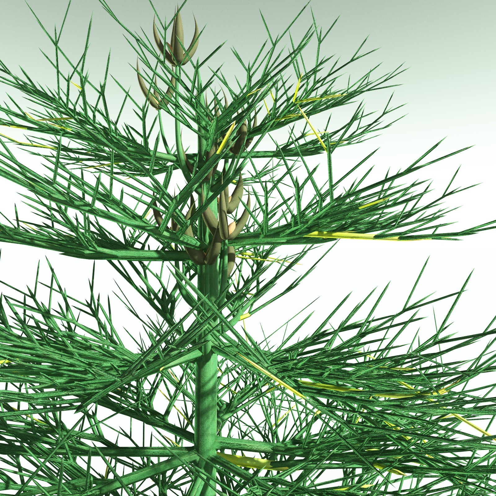 EVERYPlant Elkinsia Polymorpha for Poser by N/A