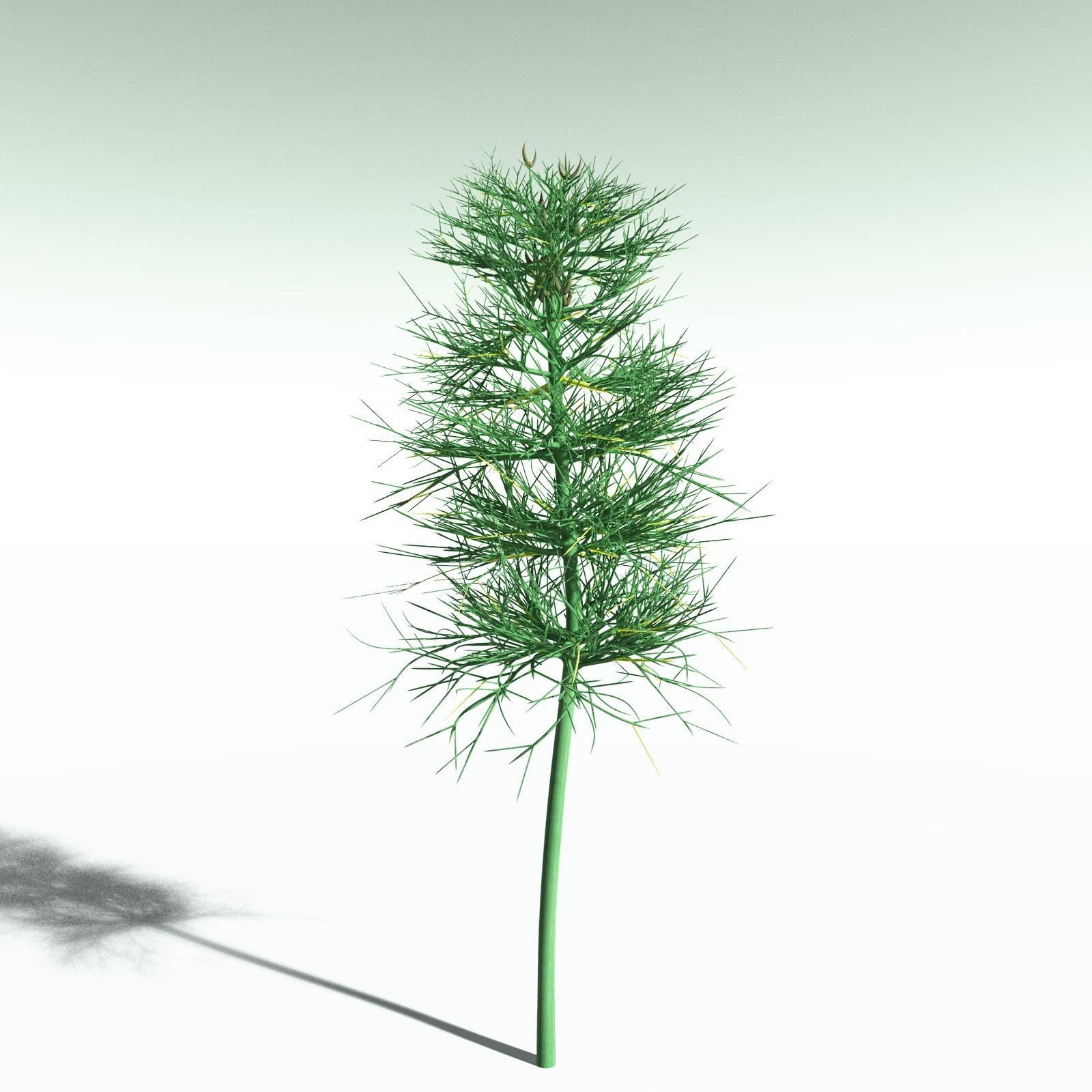 EVERYPlant Elkinsia Polymorpha for Poser by N/A