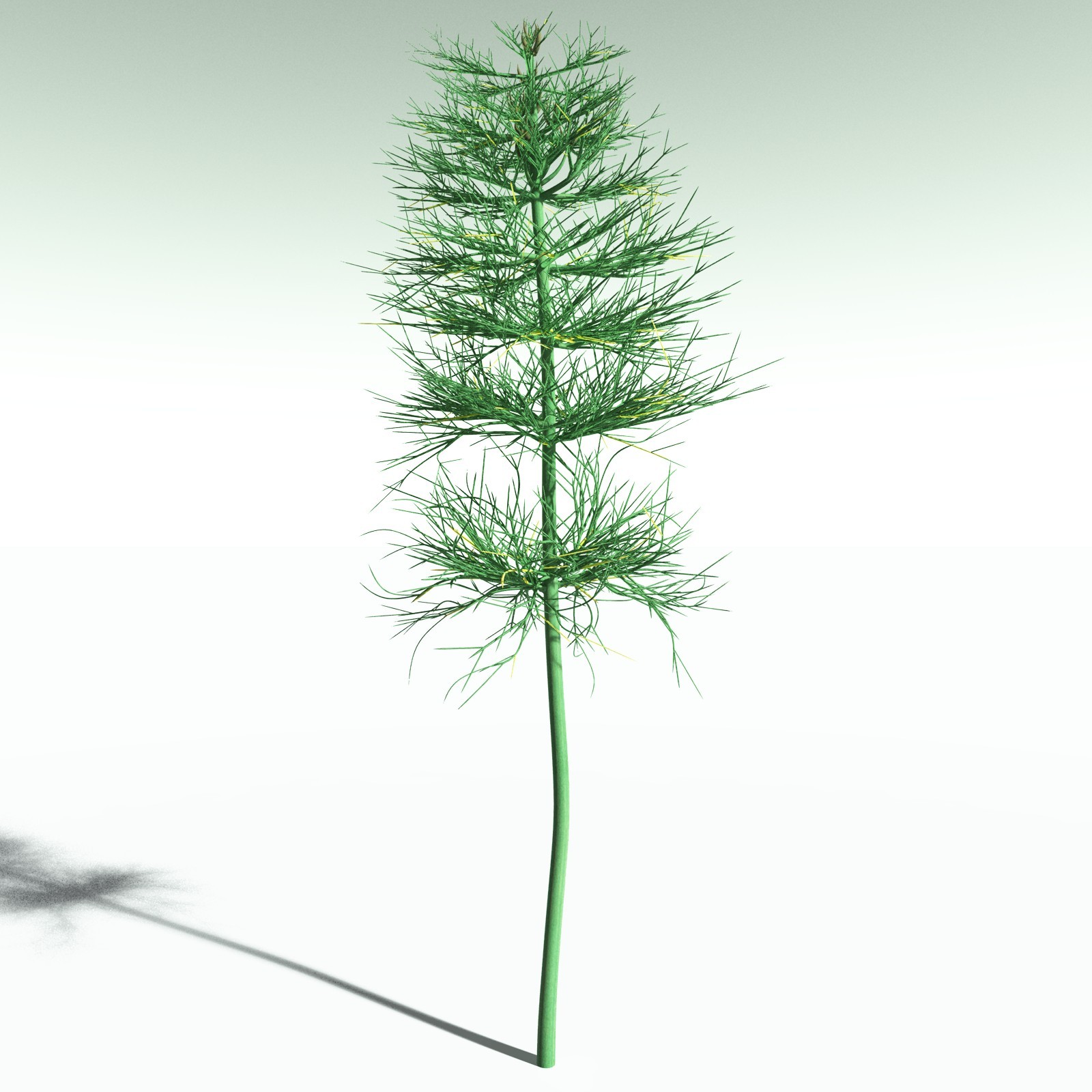 EVERYPlant Elkinsia Polymorpha for Poser by N/A