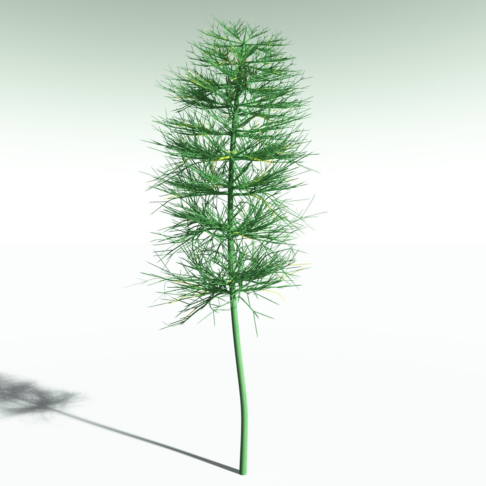 EVERYPlant Elkinsia Polymorpha for Poser by N/A