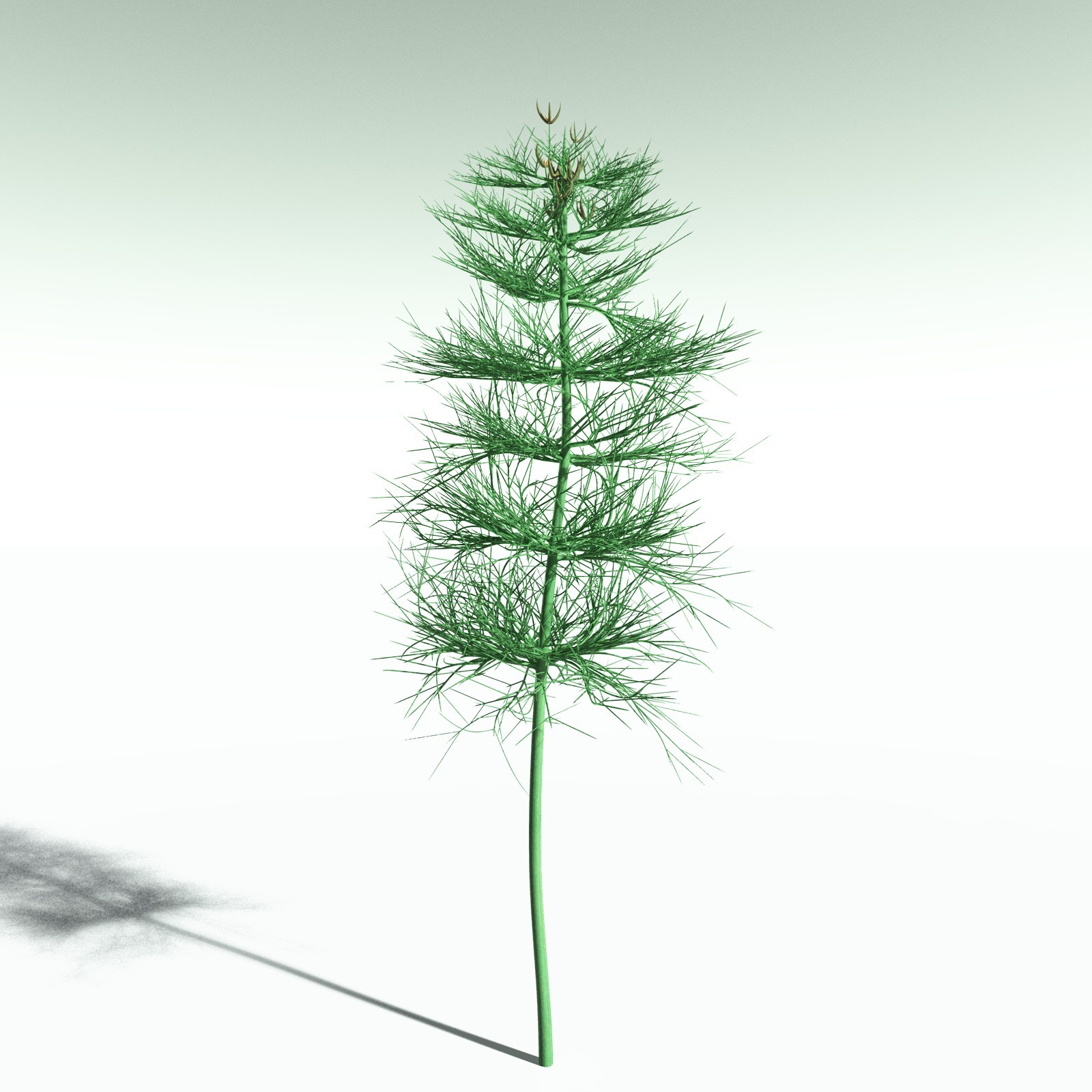 EVERYPlant Elkinsia Polymorpha for Poser by N/A