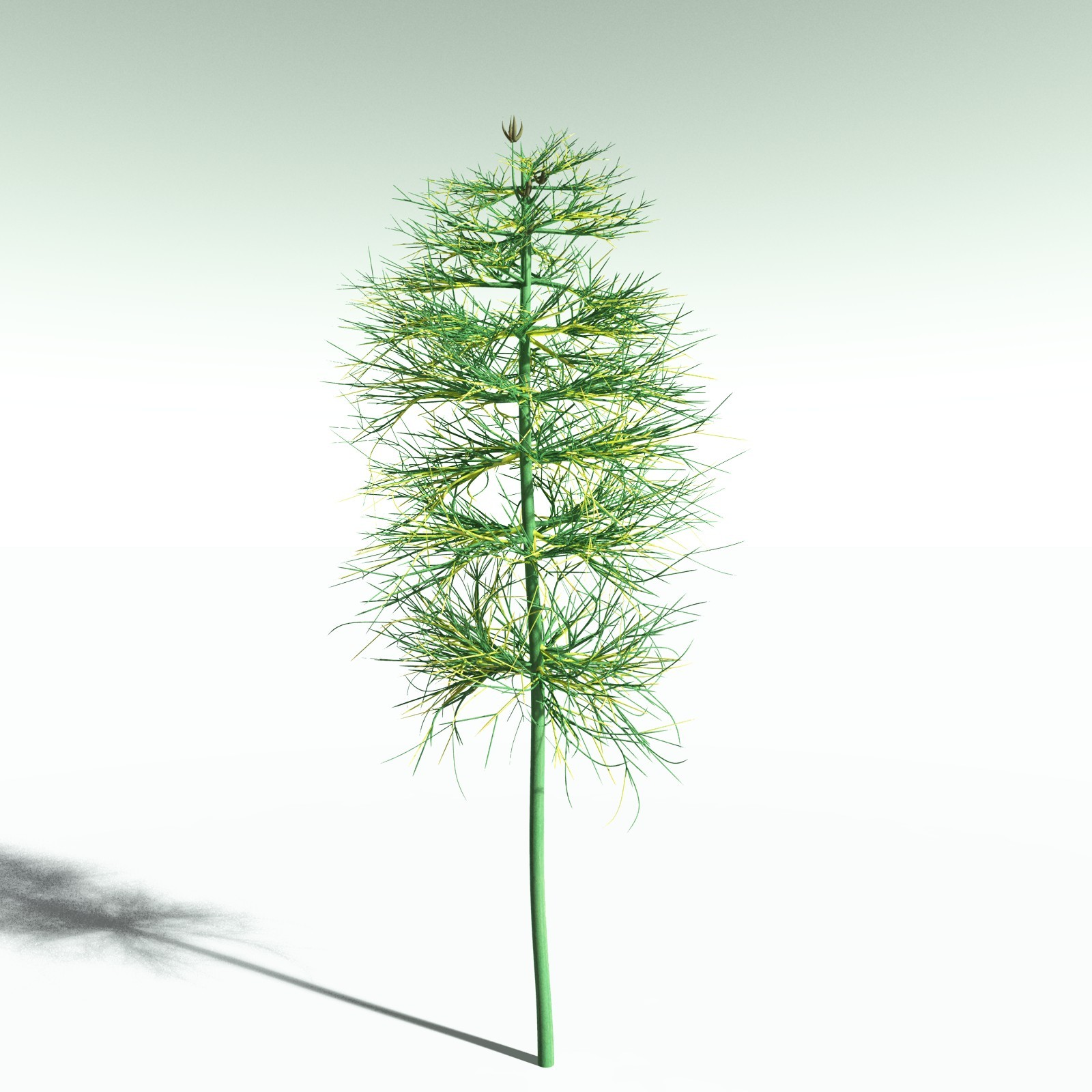 EVERYPlant Elkinsia Polymorpha for Poser by N/A