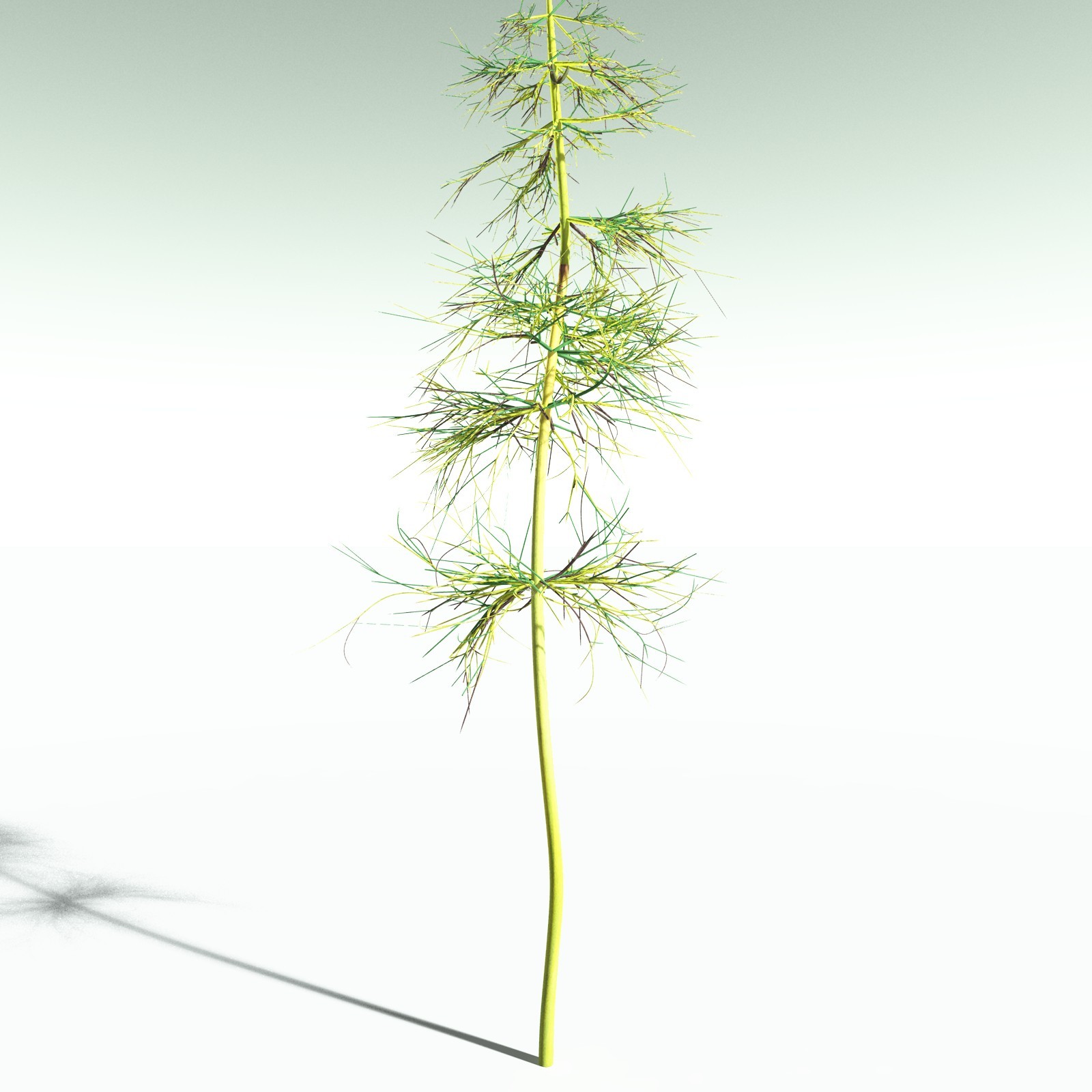 EVERYPlant Elkinsia Polymorpha for Poser by N/A