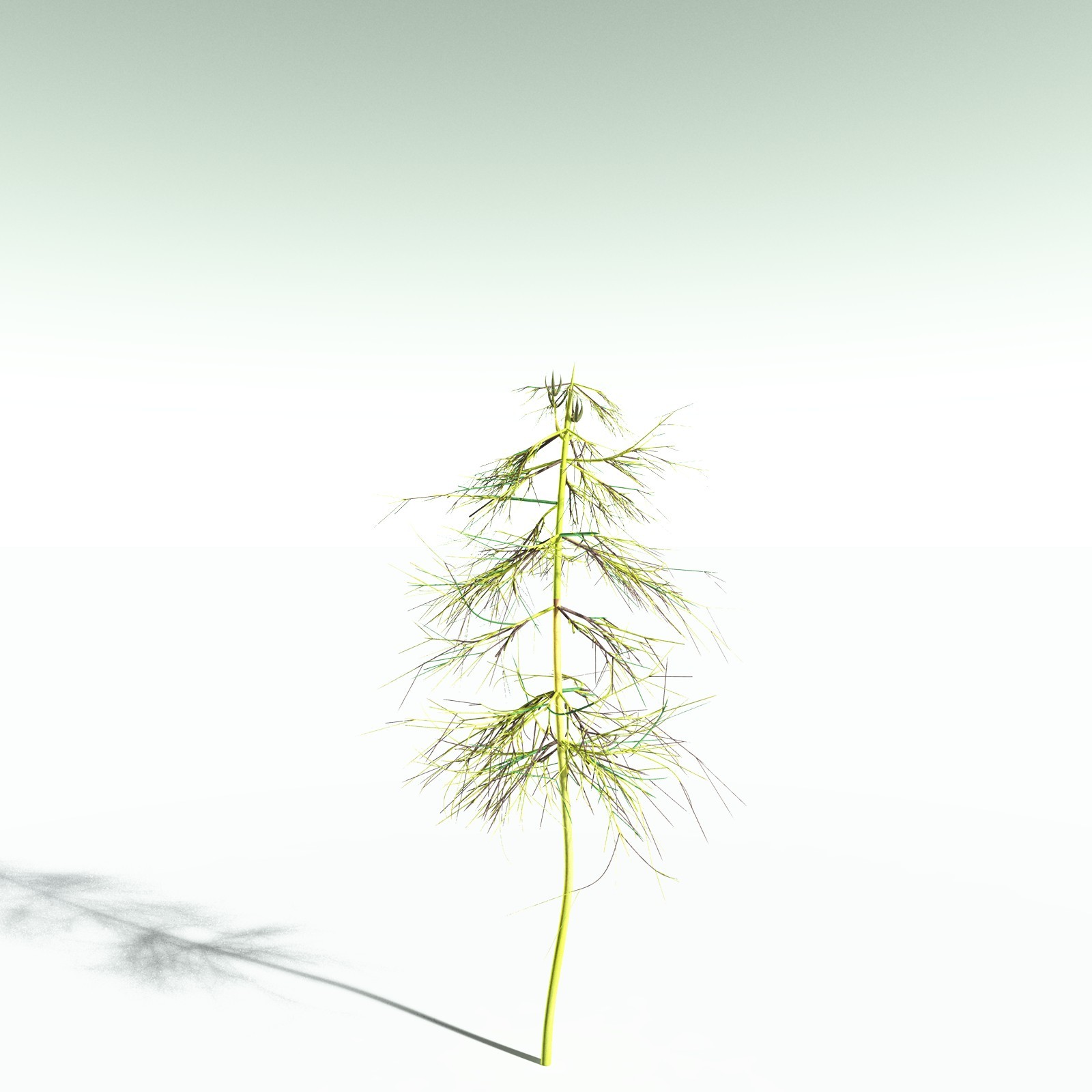 EVERYPlant Elkinsia Polymorpha for Poser by N/A