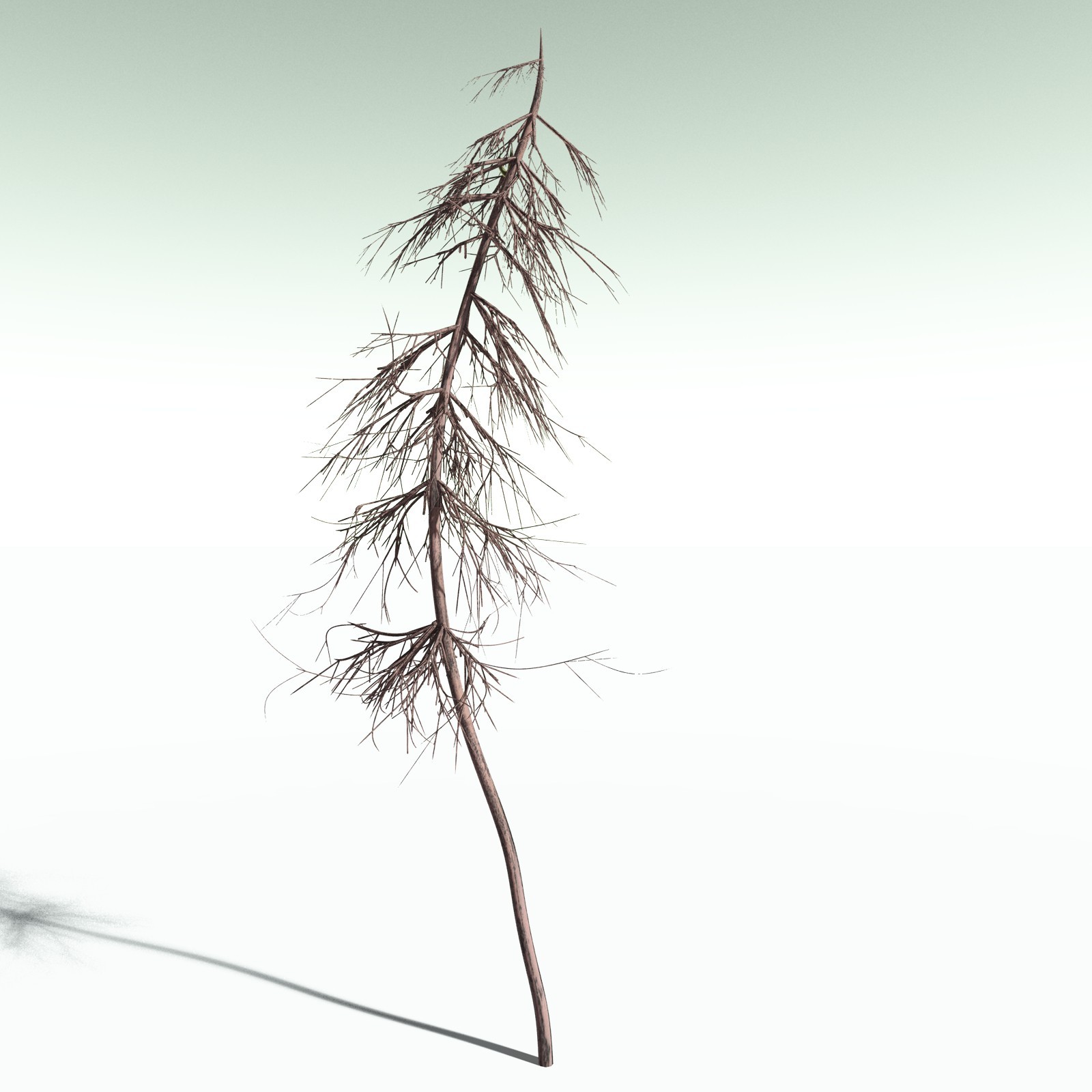 EVERYPlant Elkinsia Polymorpha for Poser by N/A