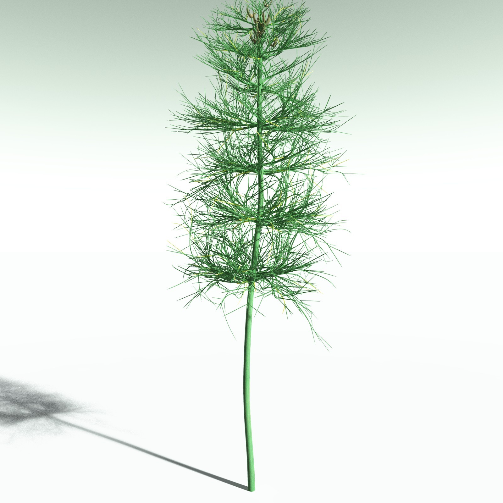EVERYPlant Elkinsia Polymorpha for Poser by N/A