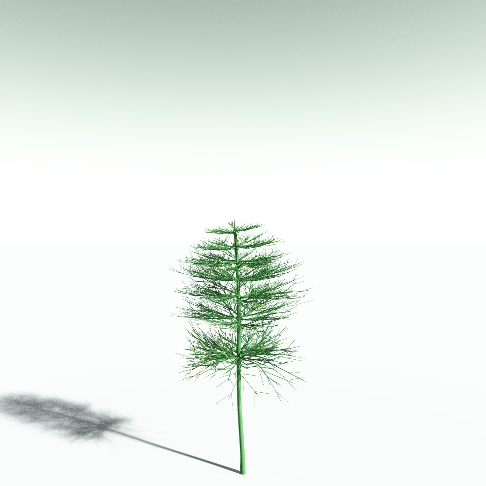 EVERYPlant Elkinsia Polymorpha for Poser by N/A