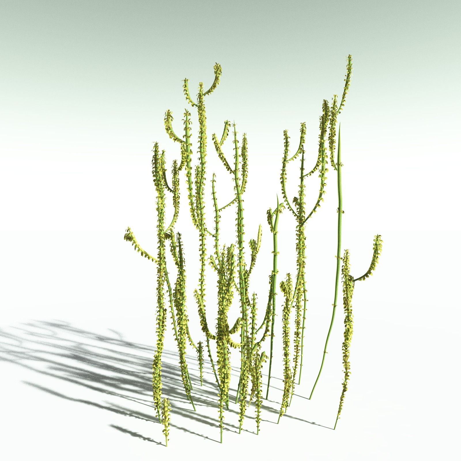 EVERYPlant Leclercqia Uncinata for Poser by N/A