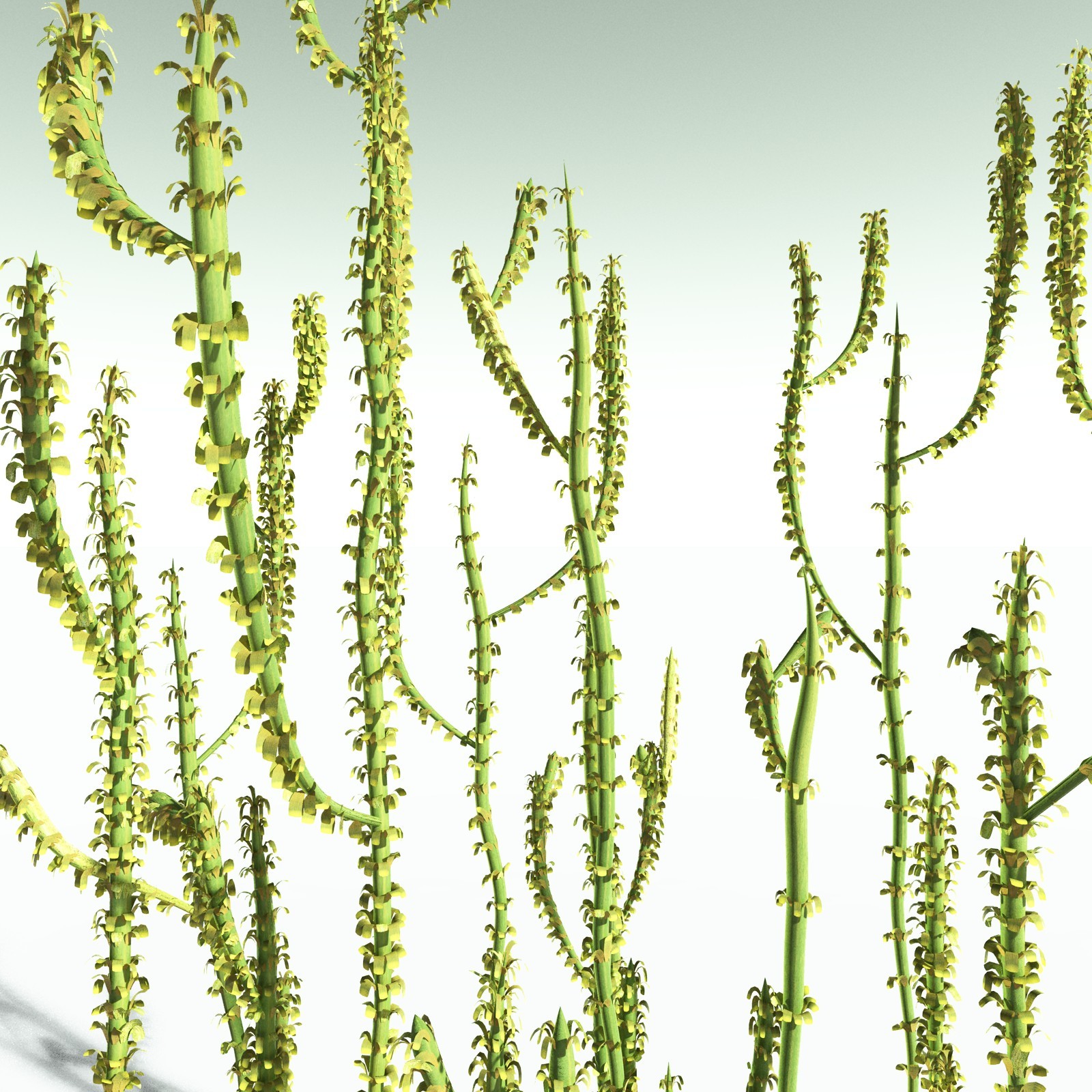 EVERYPlant Leclercqia Uncinata for Poser by N/A