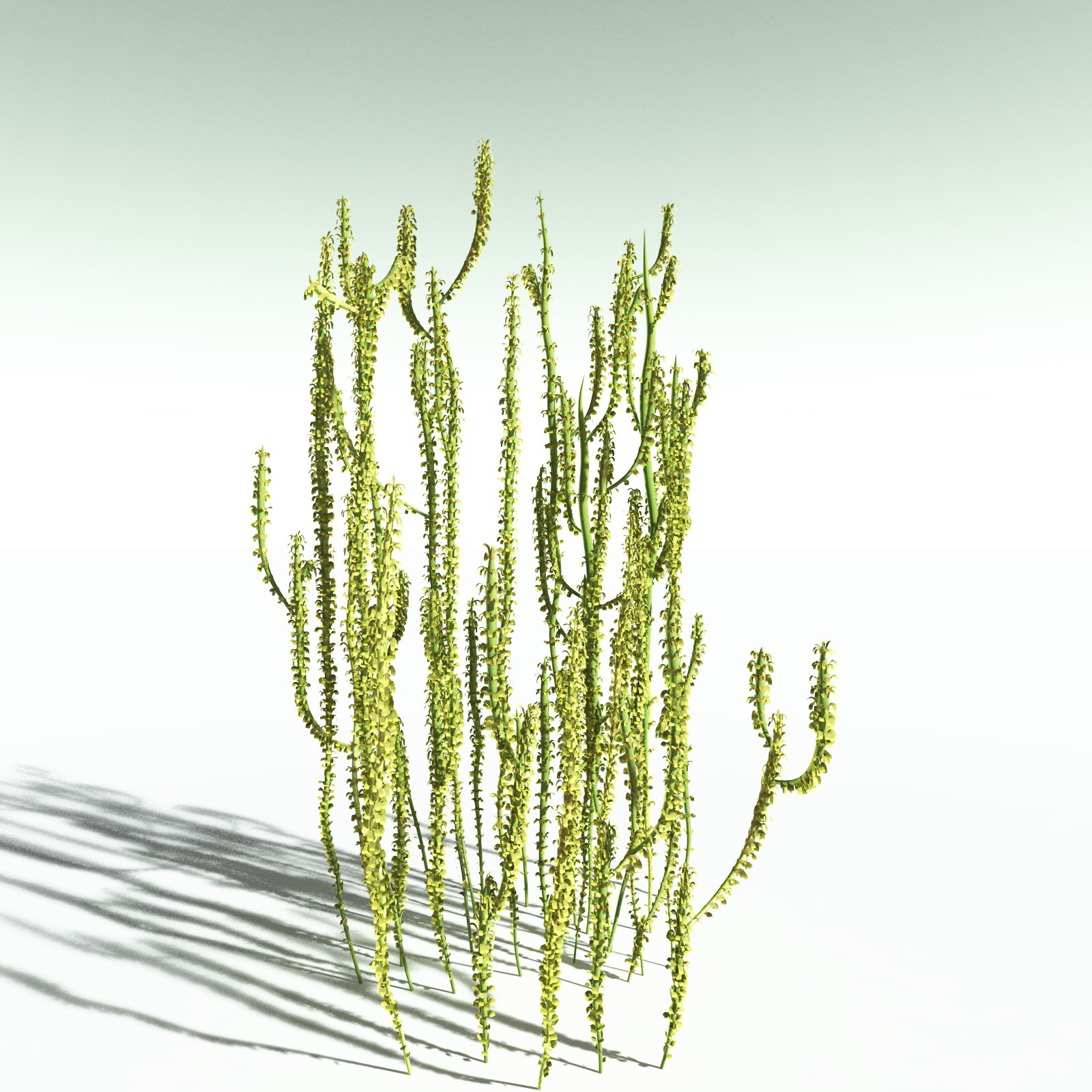 EVERYPlant Leclercqia Uncinata for Poser by N/A