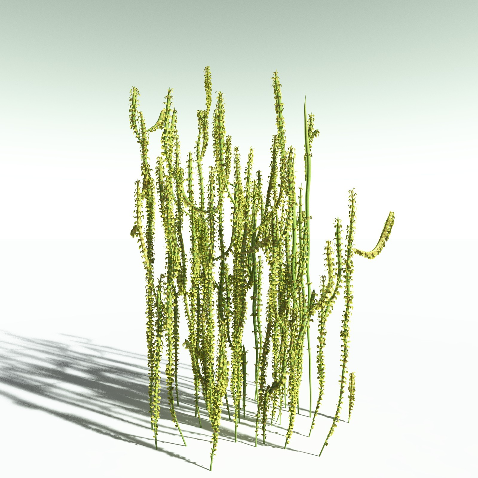 EVERYPlant Leclercqia Uncinata for Poser by N/A