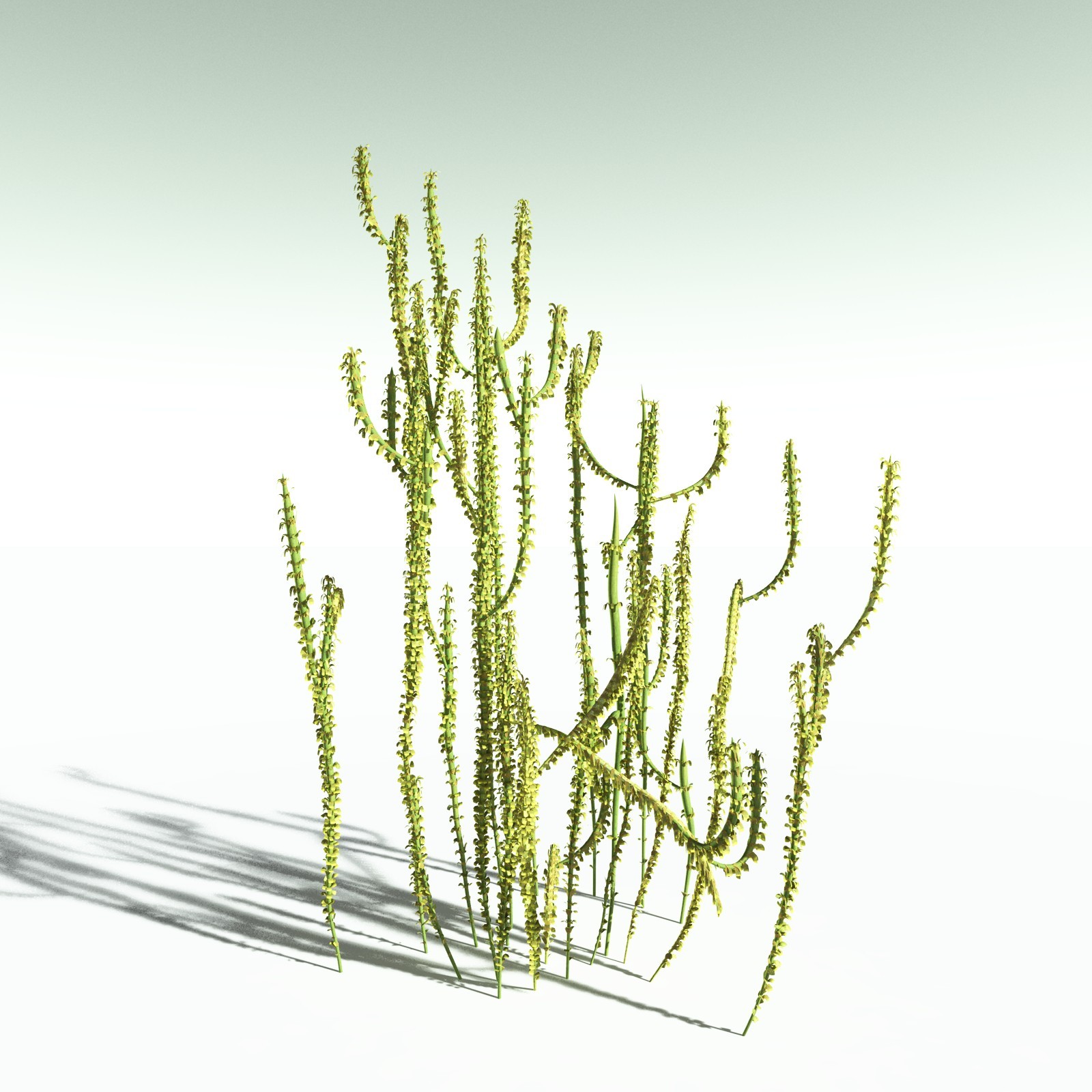 EVERYPlant Leclercqia Uncinata for Poser by N/A