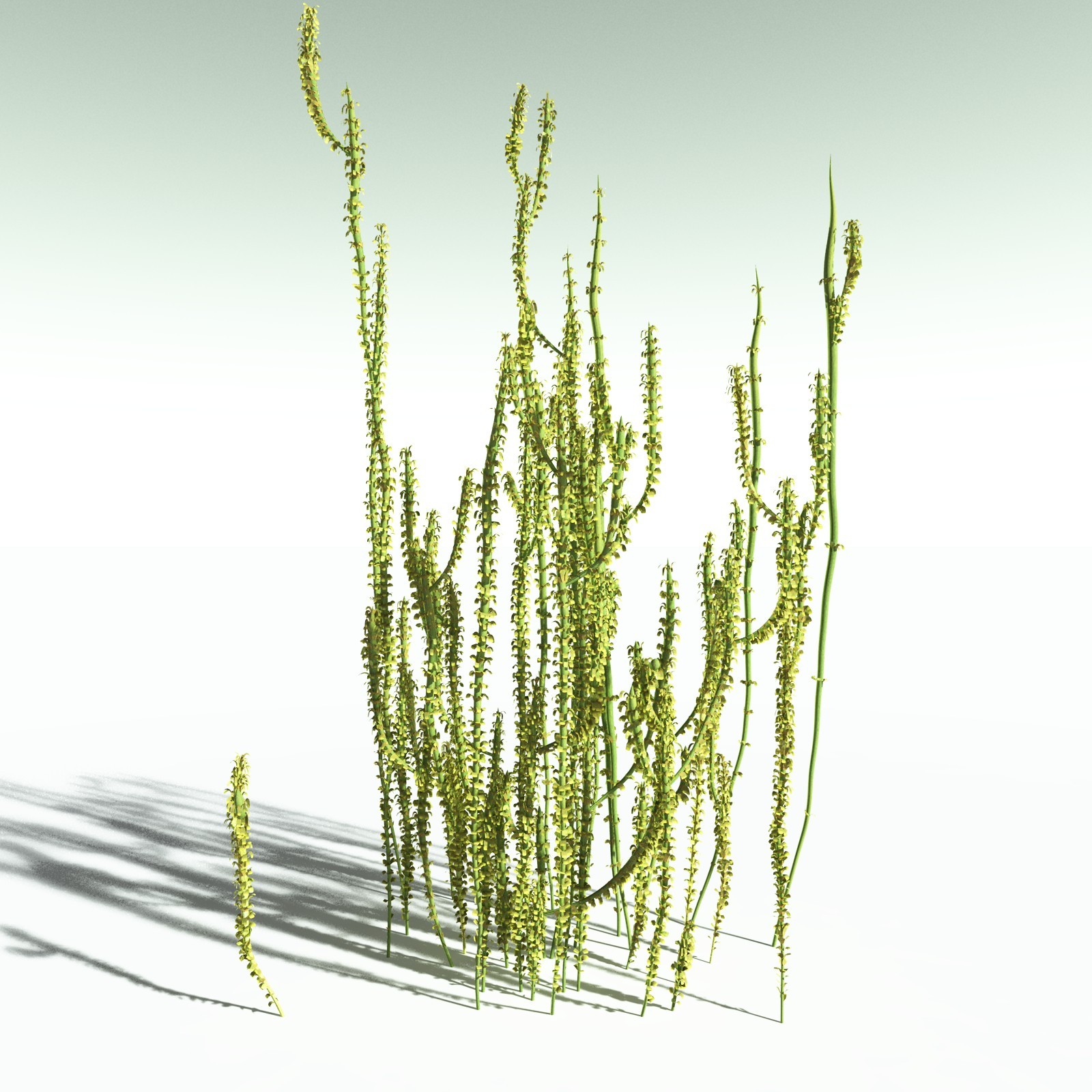 EVERYPlant Leclercqia Uncinata for Poser by N/A